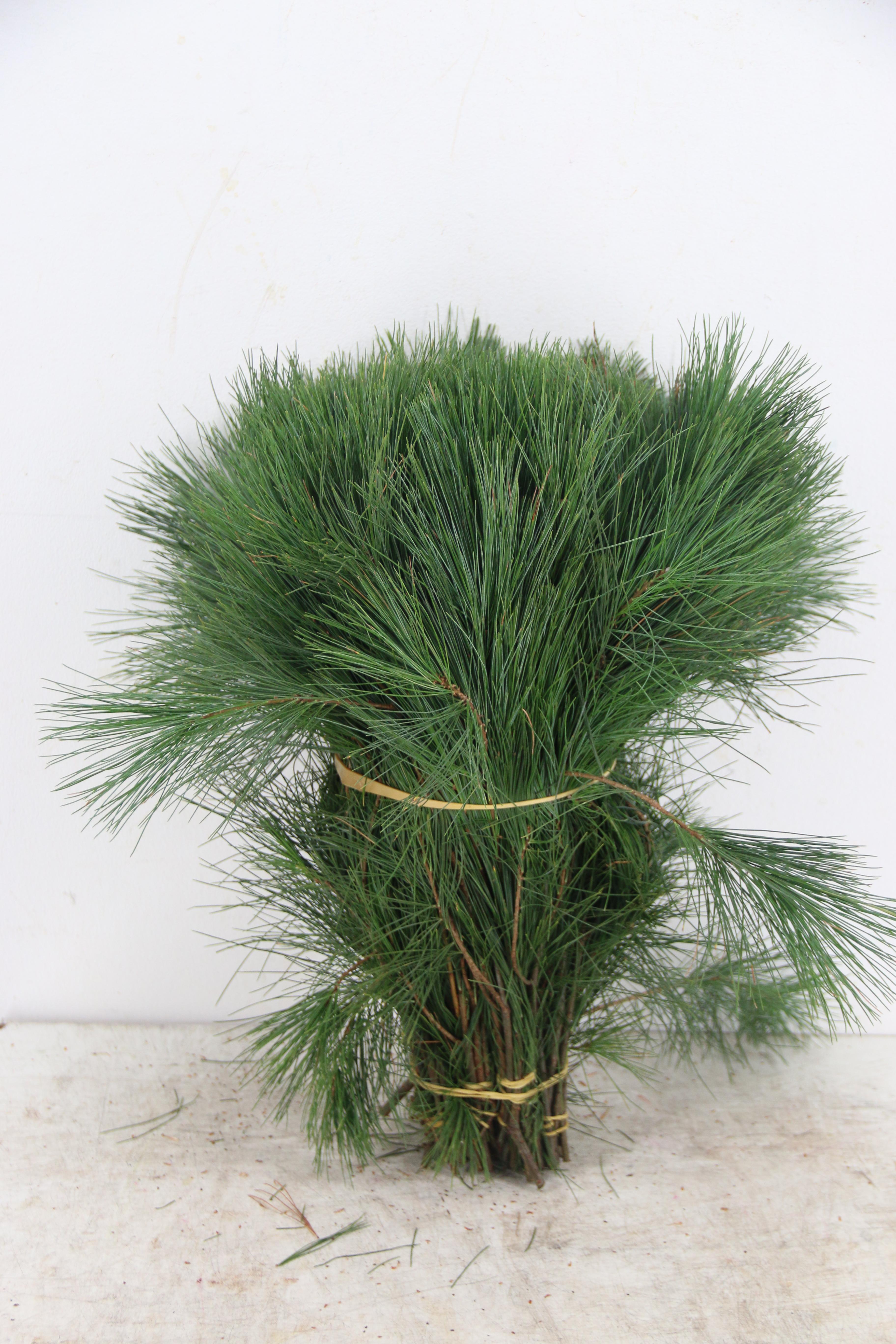 Pinus Strobus 40cm