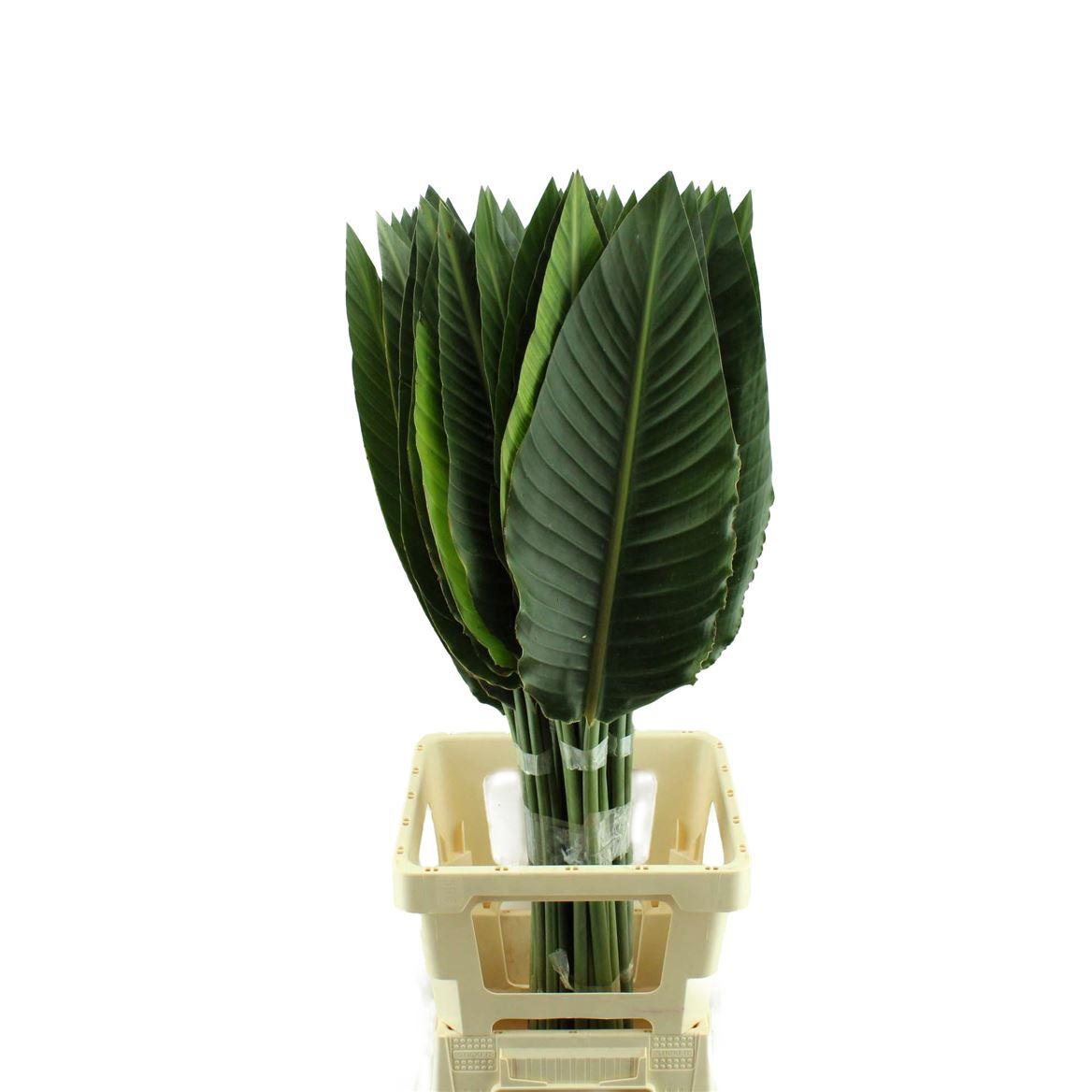 Strelitzia Blad