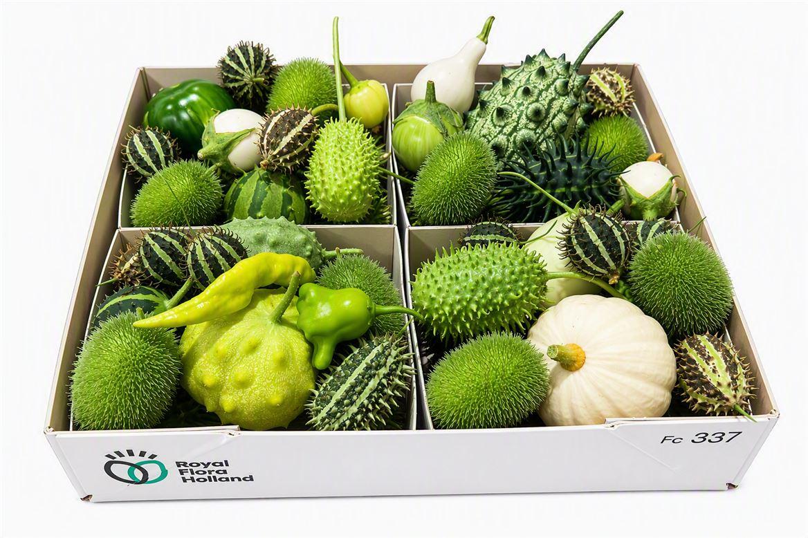 Sier Cucumis Mix Spec White X4 Holl