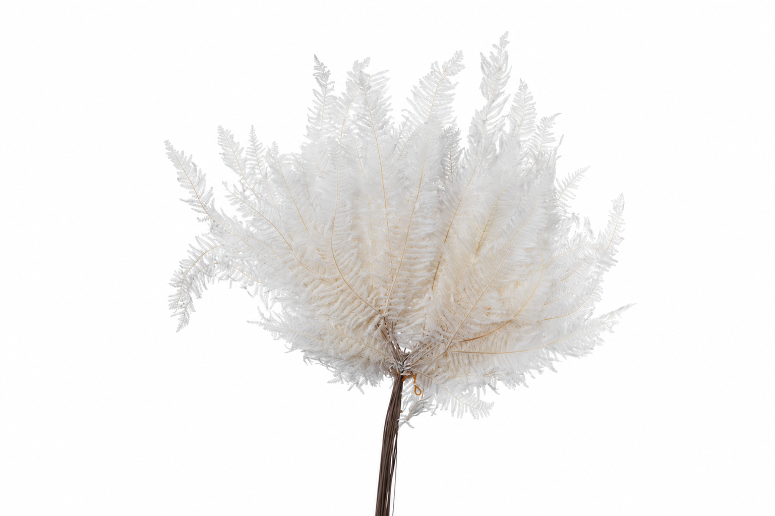 Dried Bleached Coral Leaf