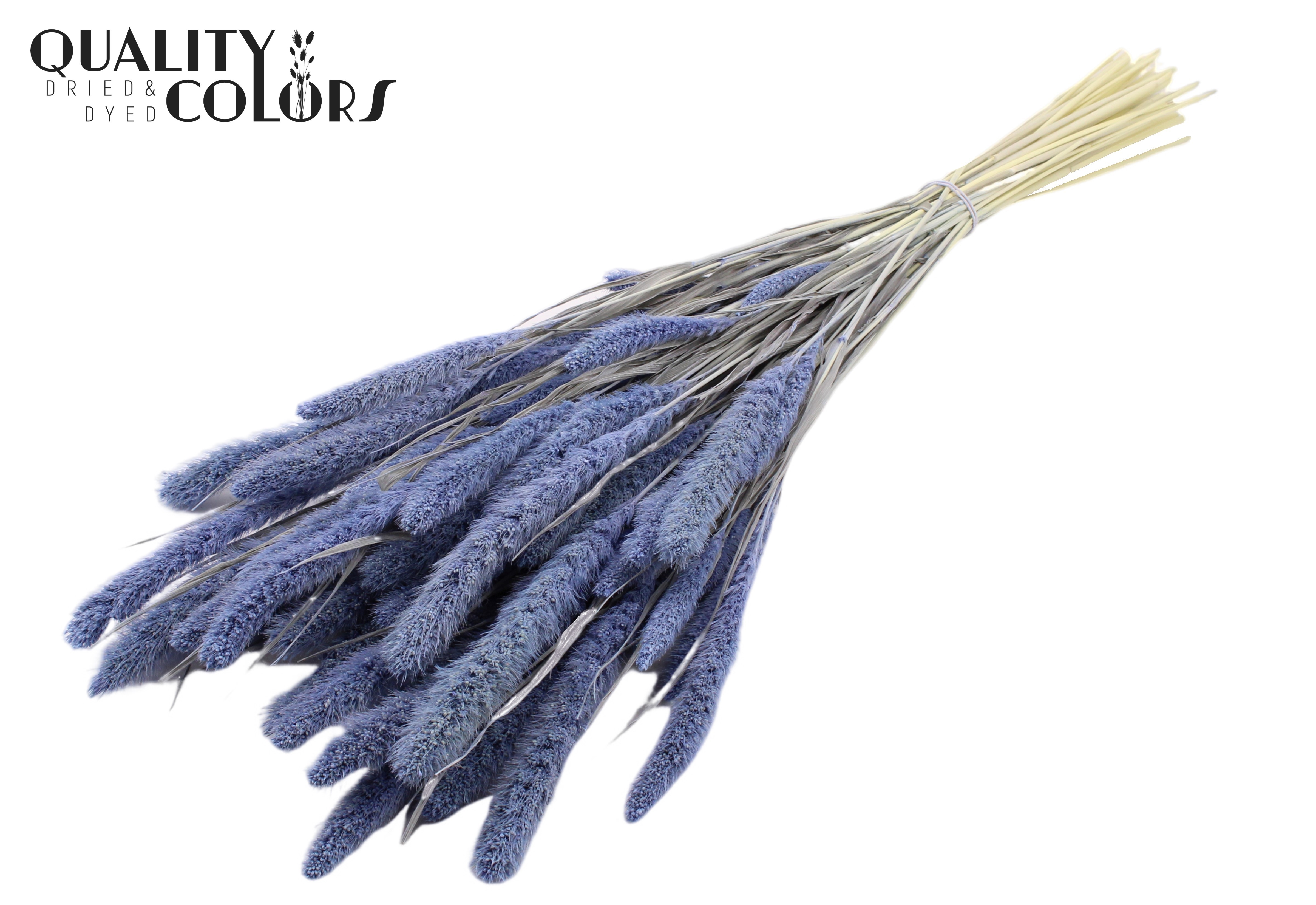 Setaria Intense Frosted Milka Per Bunch 70cm
