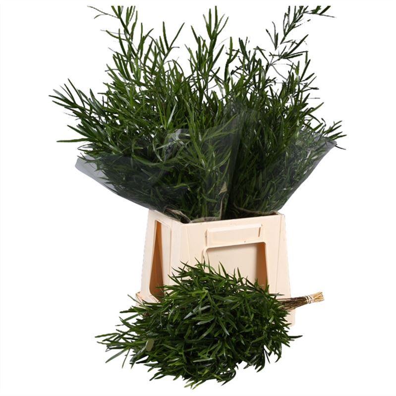 Asparagus Falcatus