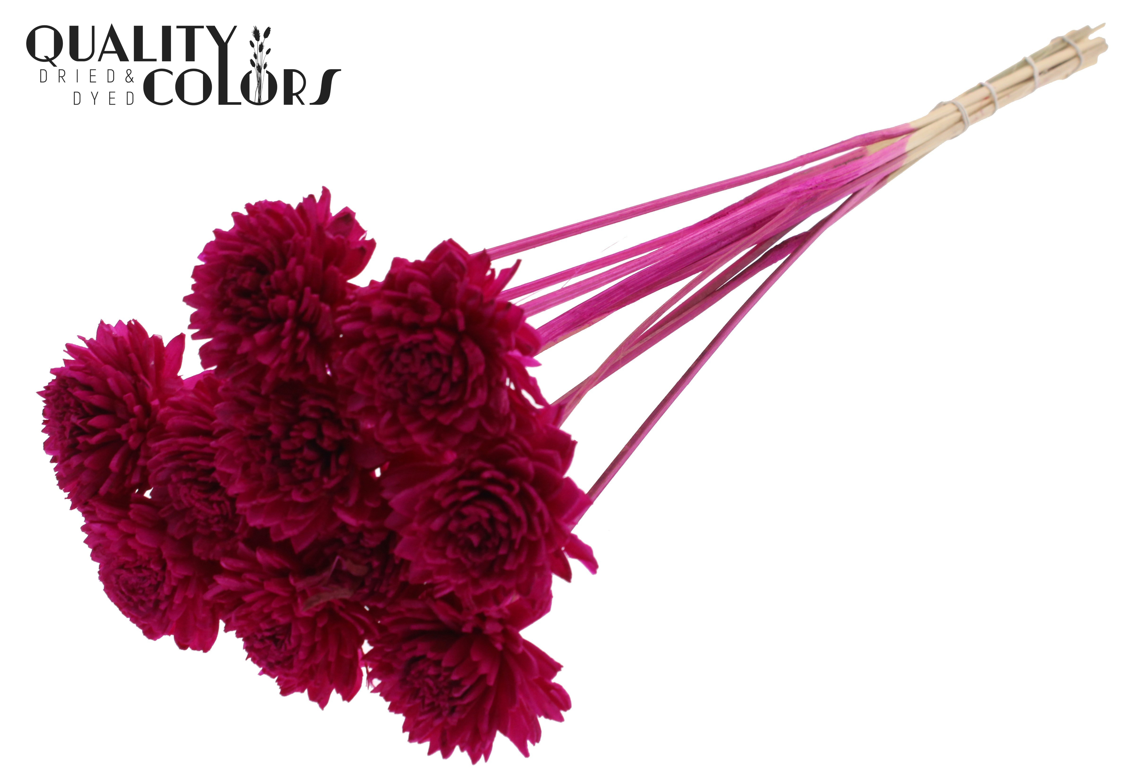 Shola Zinia Lilac 50cm