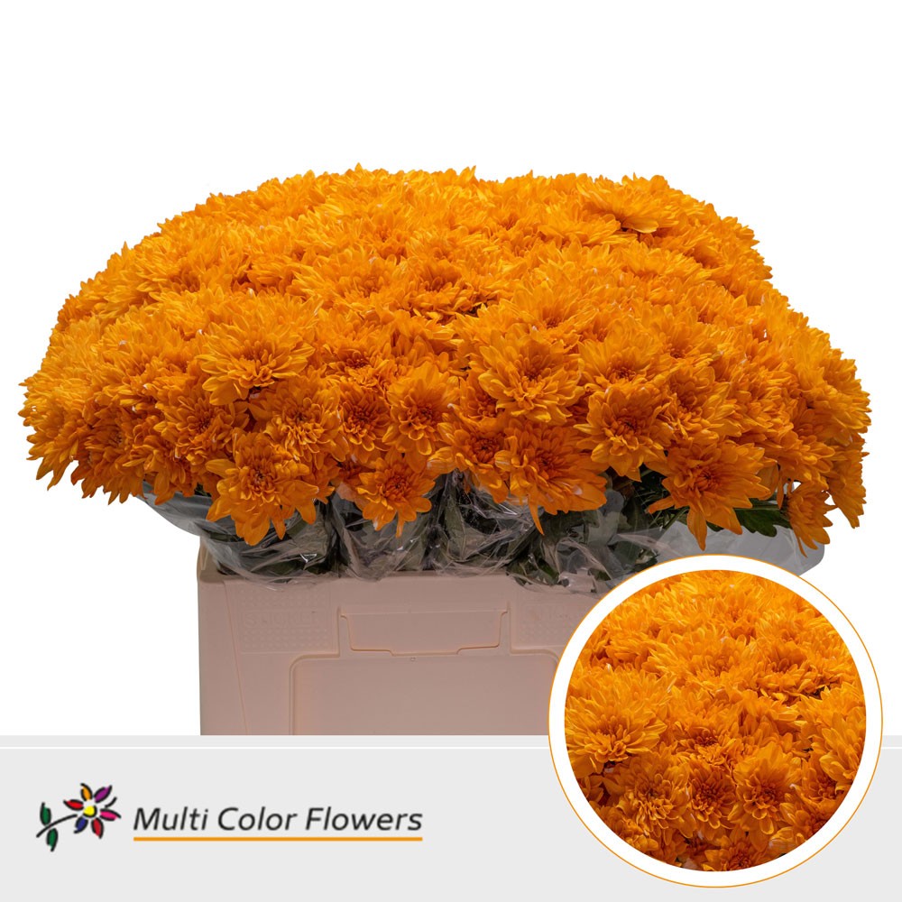 Chrysanth Spray Painted Baltica Orange 60cm