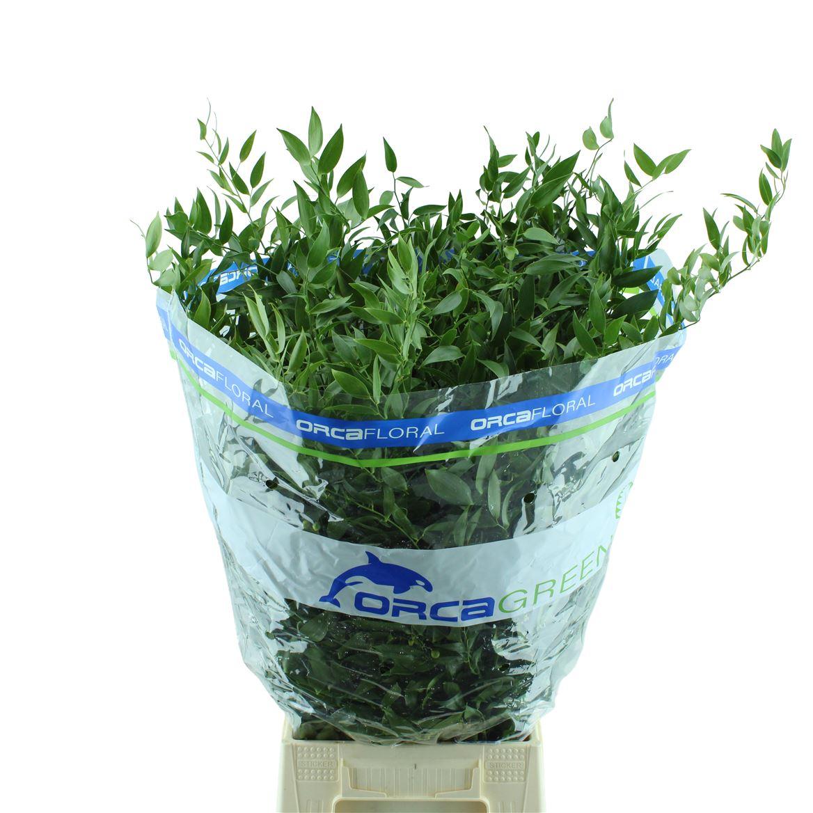 Ruscus Middel Orca