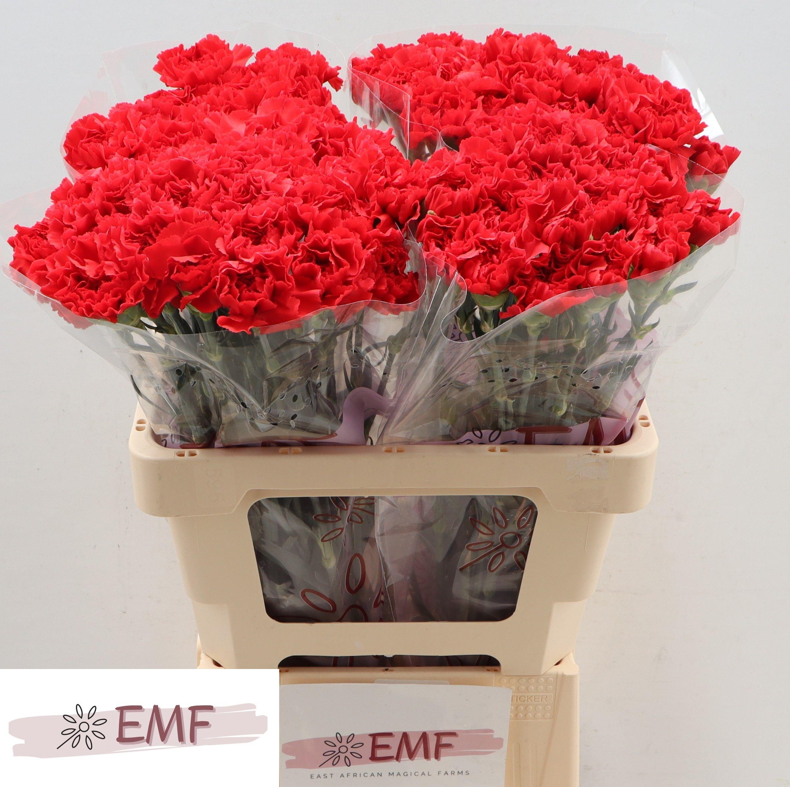 Dianthus Single Grand Slam 60cm