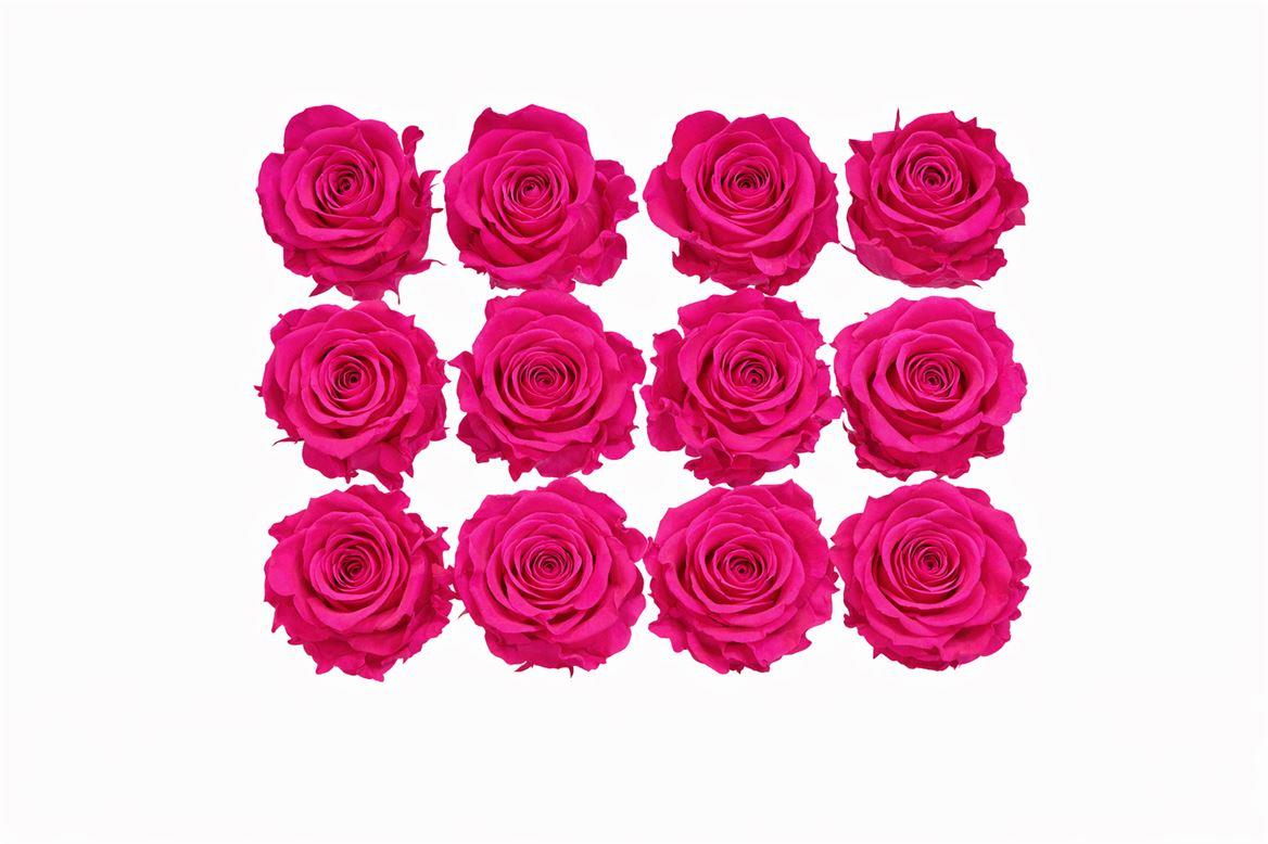 Ro Pres Micro Fuchsia