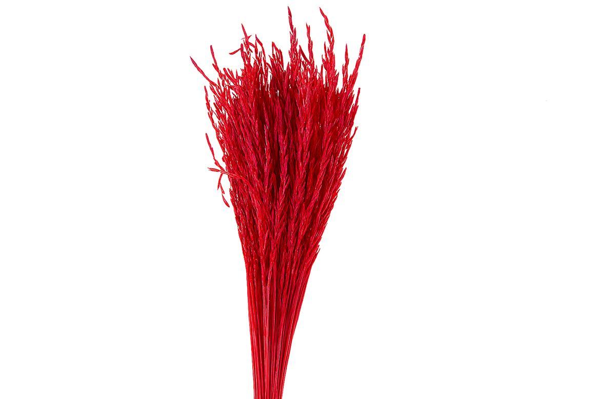 Dried Artz Rice Grass Monet Bunch
