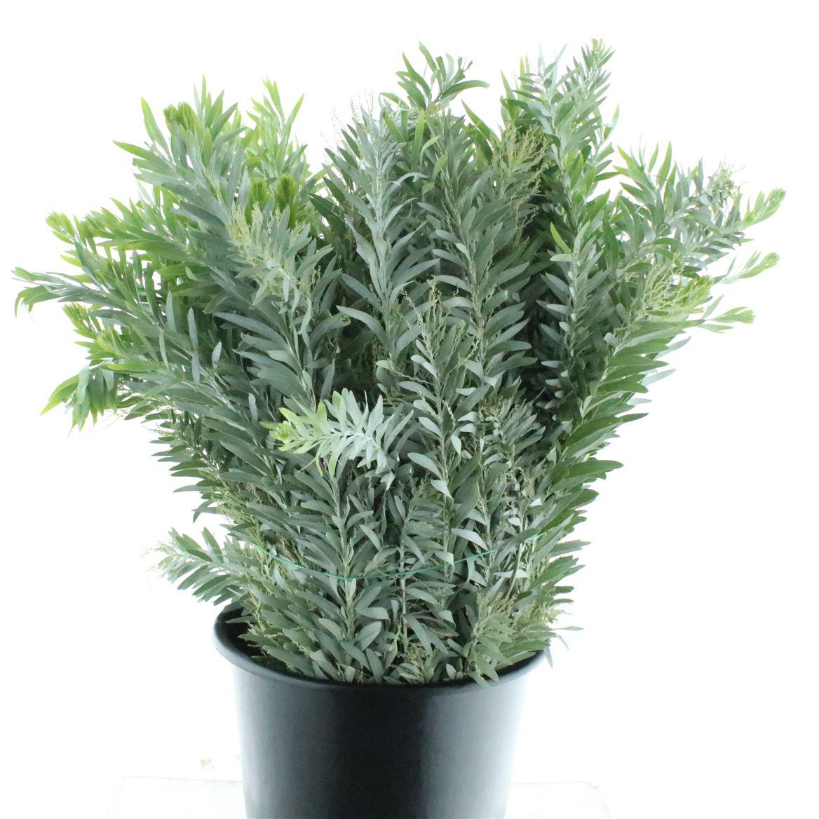 Mimosa Luna D'argento Gr 200