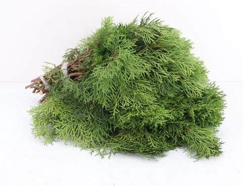 Coniferen Green 45cm