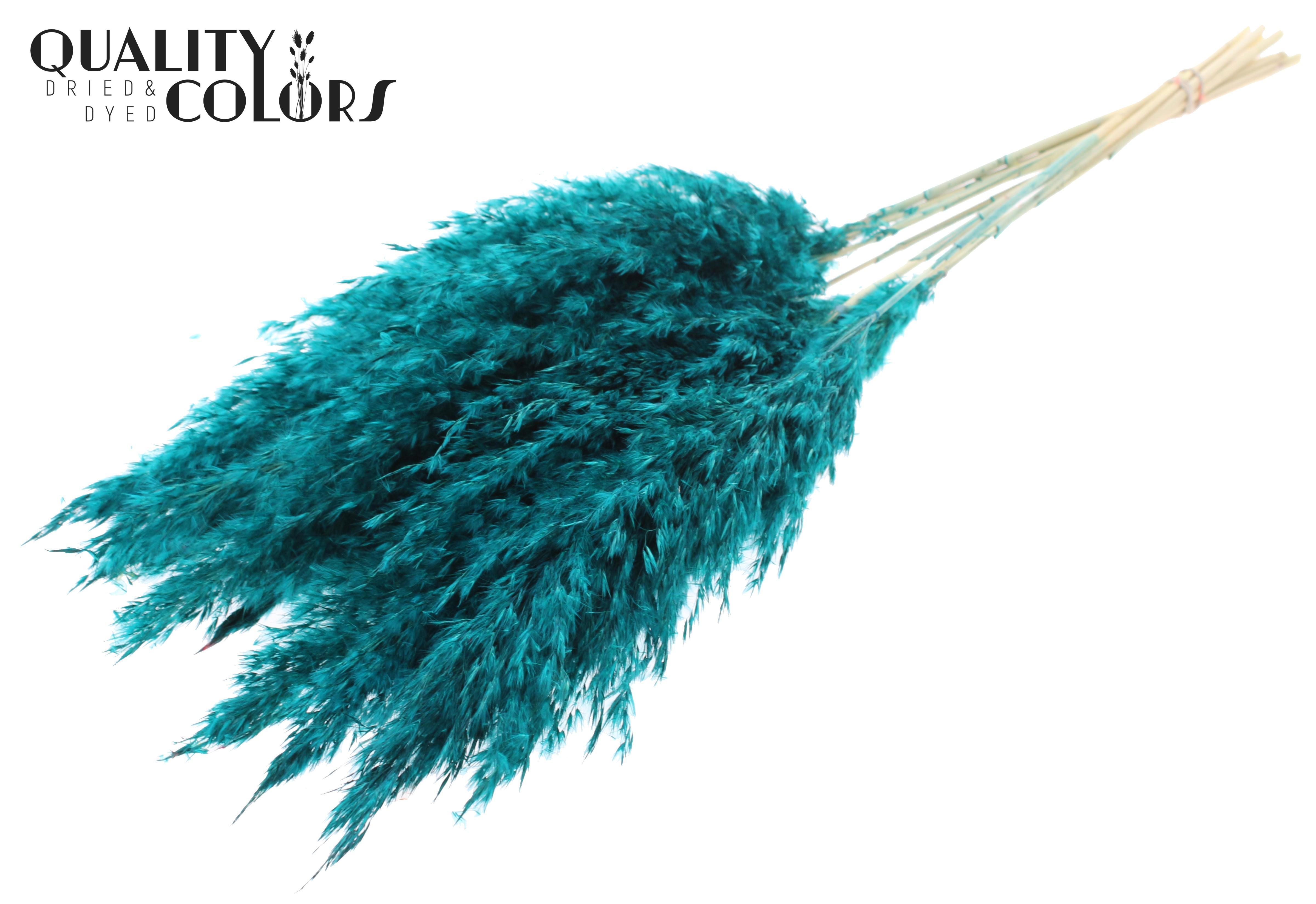 Pampas Grass Turquoise Per Bunch 70cm