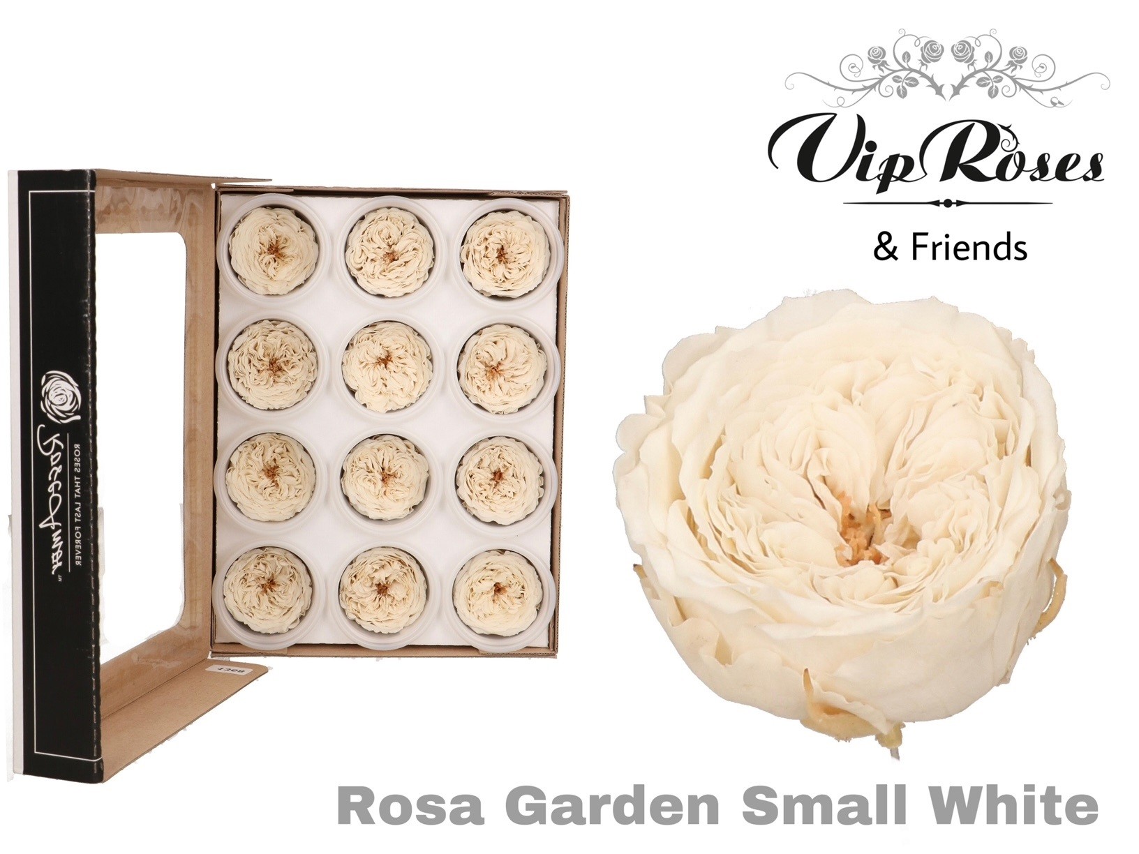 R Preserved Garden Small White 5 cm