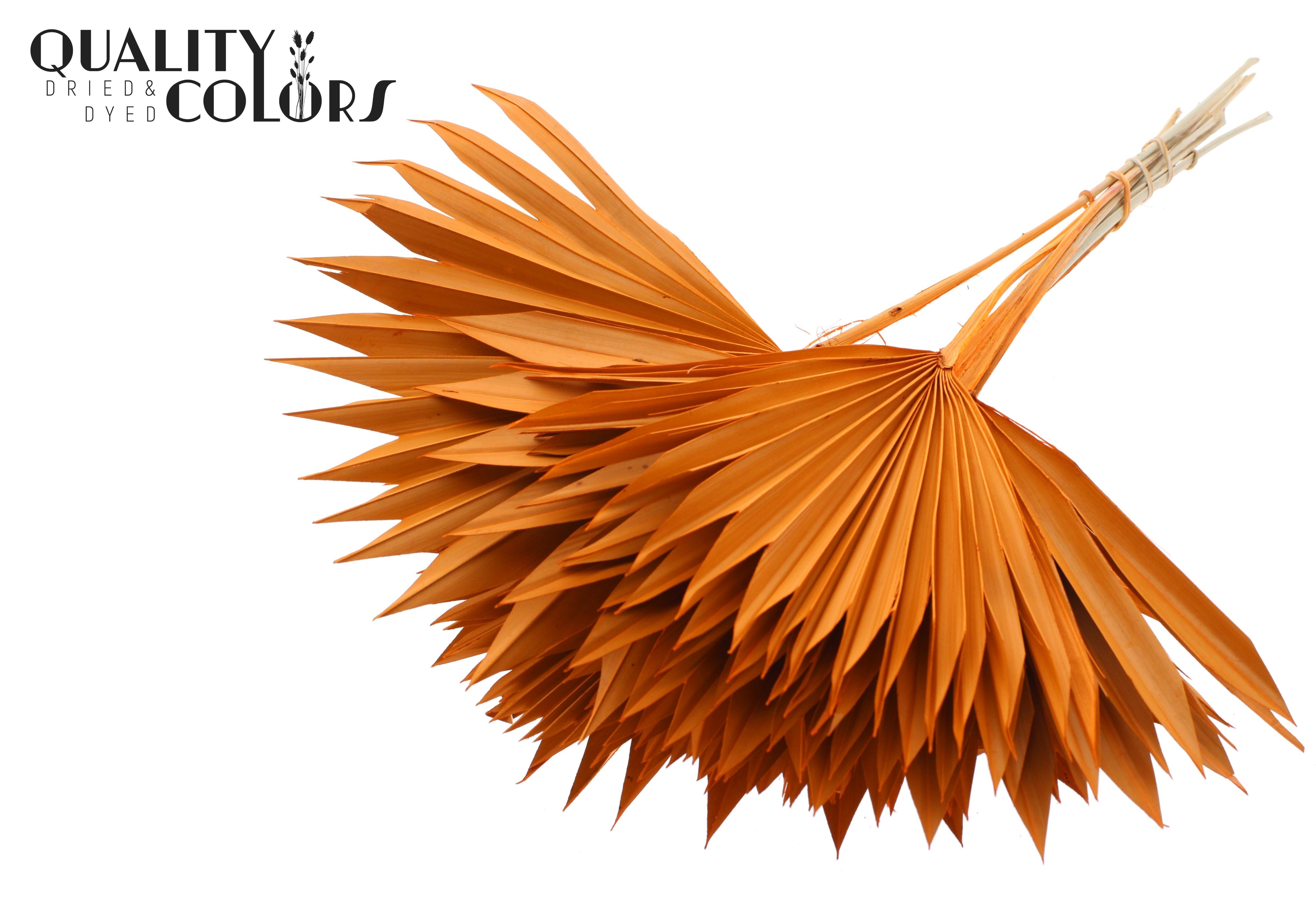 Palm Sun Orange 50cm