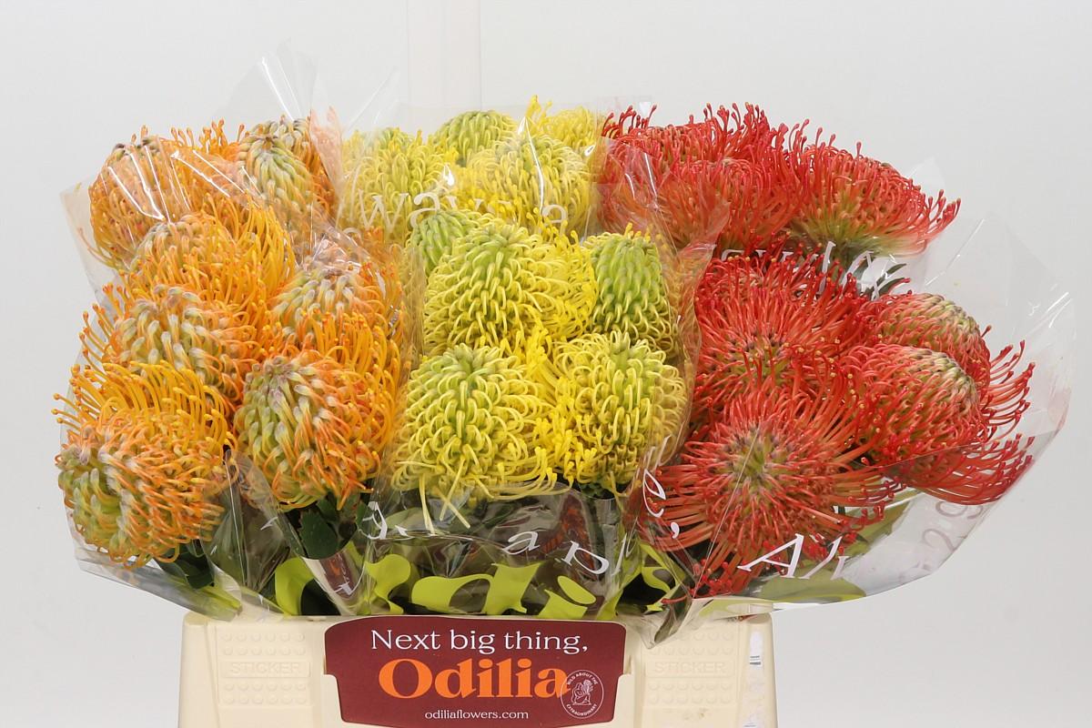 Nutans Mix 3 Kleur