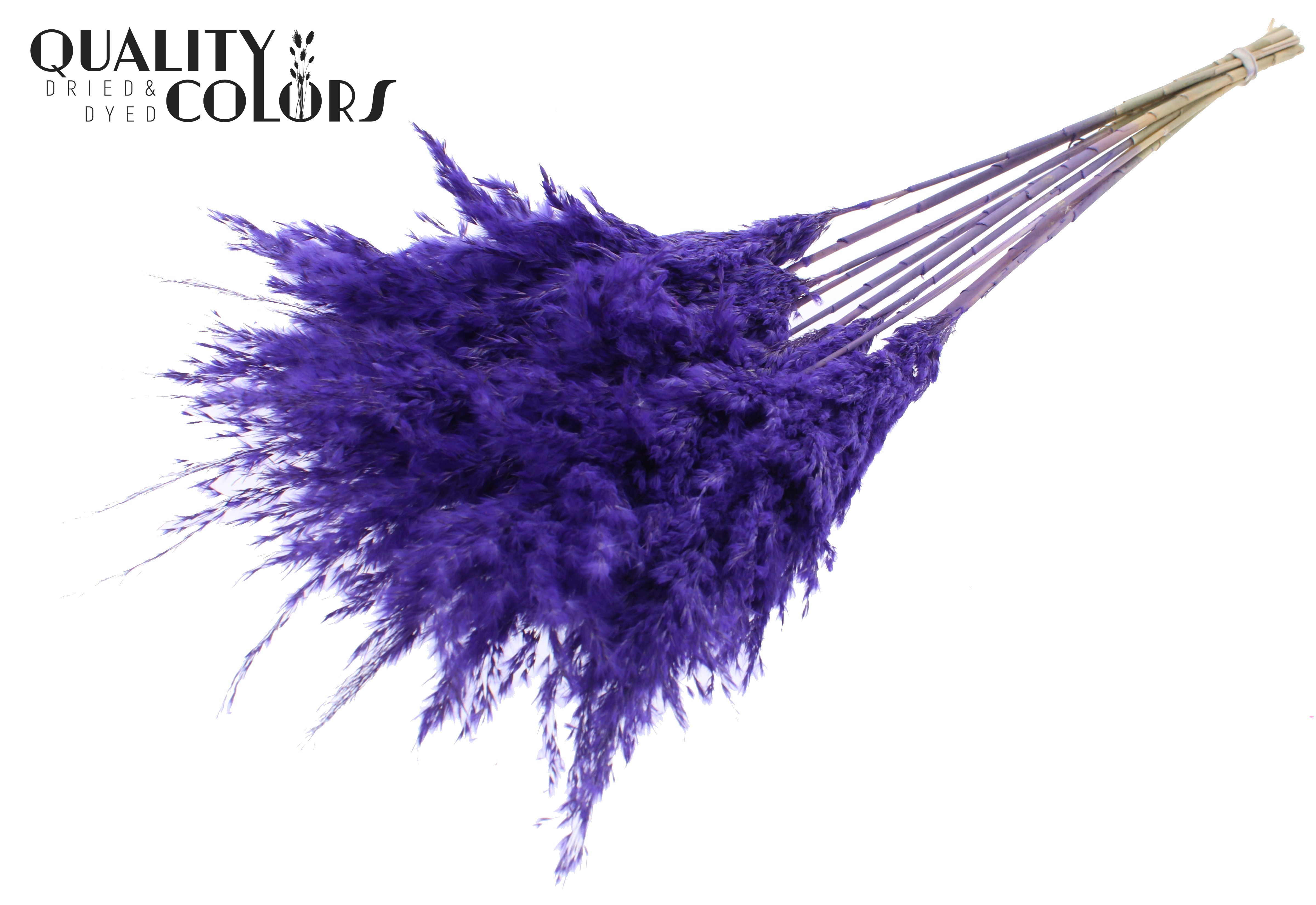 Pampas Grass Frosted Purple Per Bunch 70cm