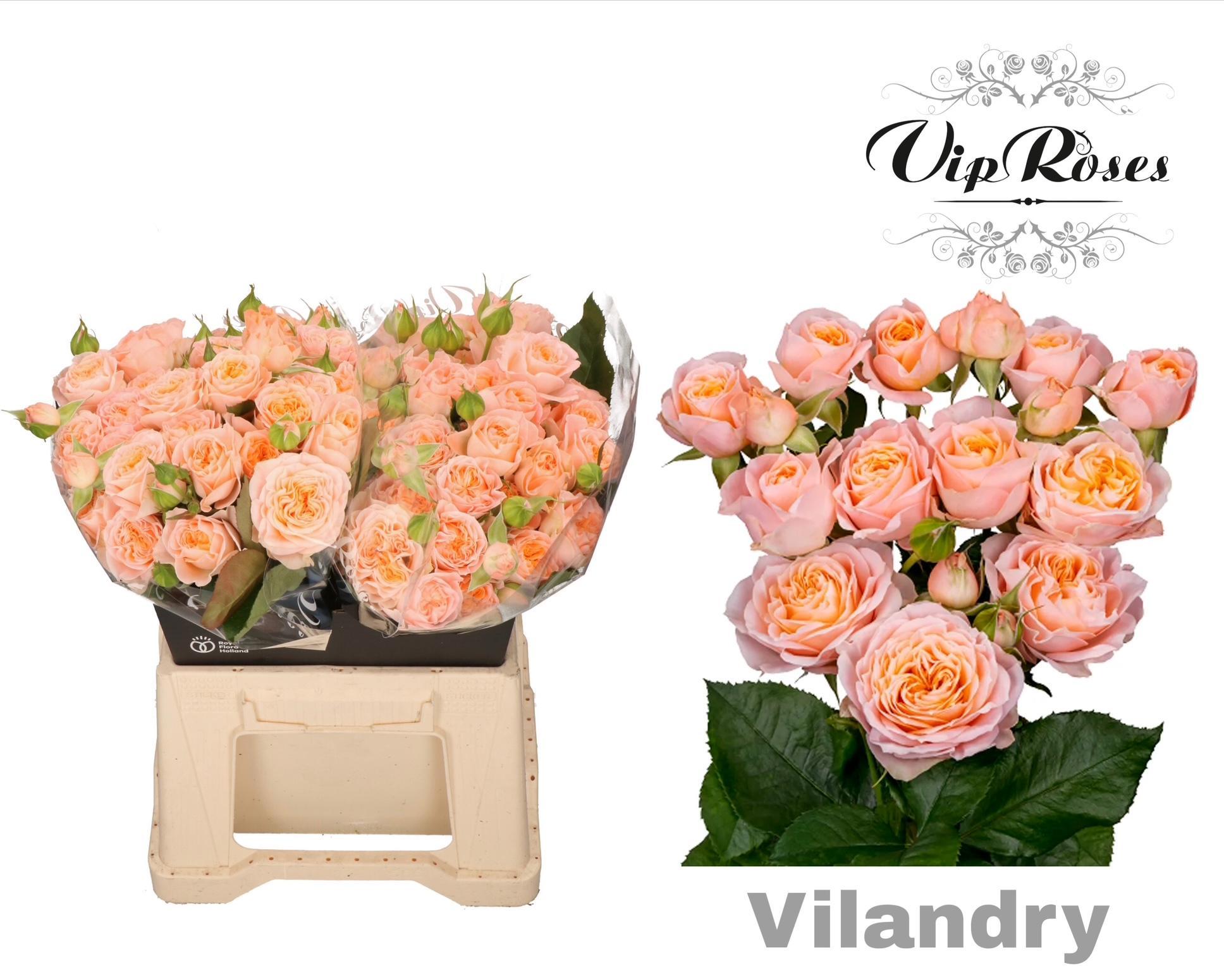 R Tr Vilandry 60 cm