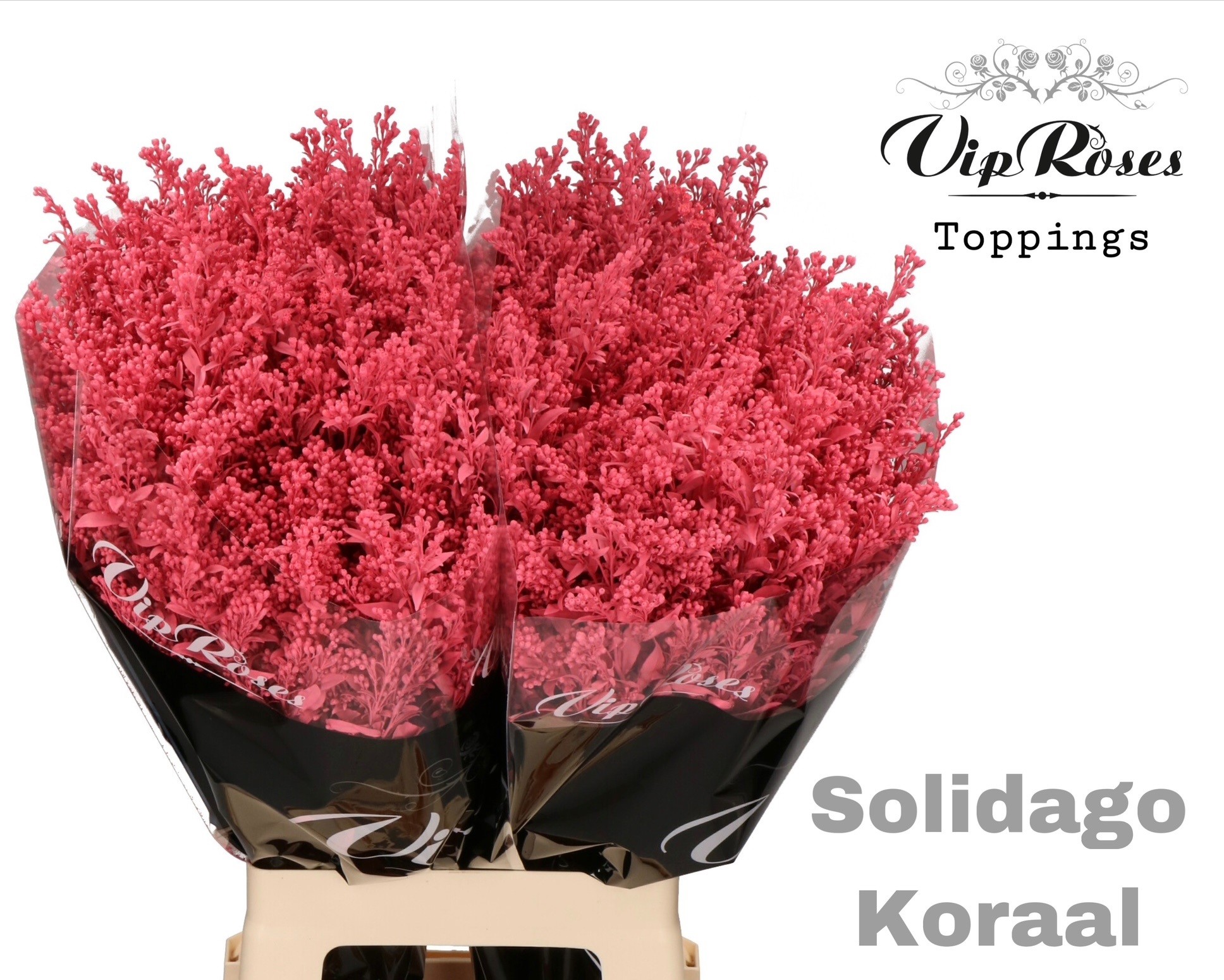Solidago Koraal 70 cm