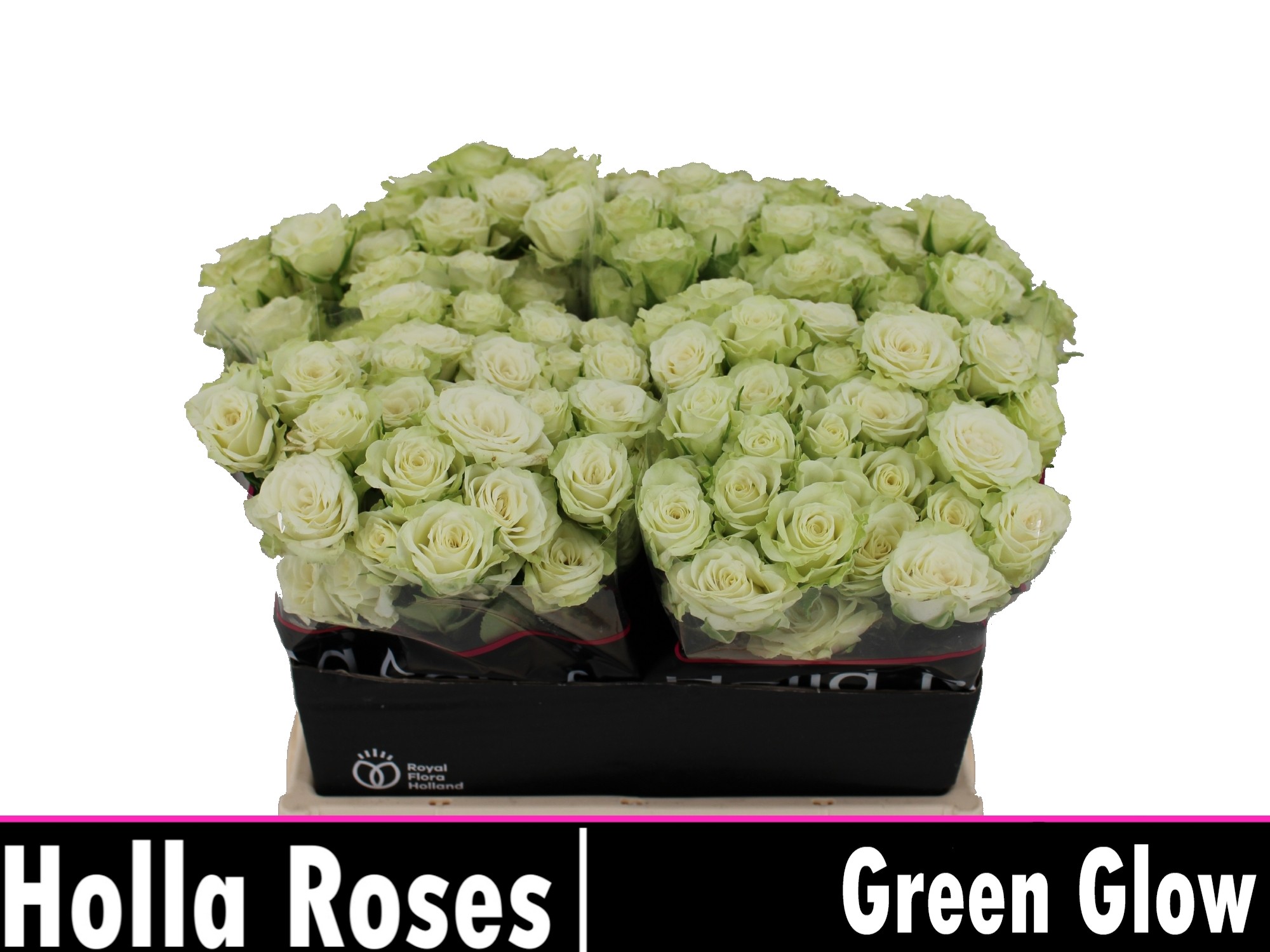 Rosa Spr Green Glow 40cm