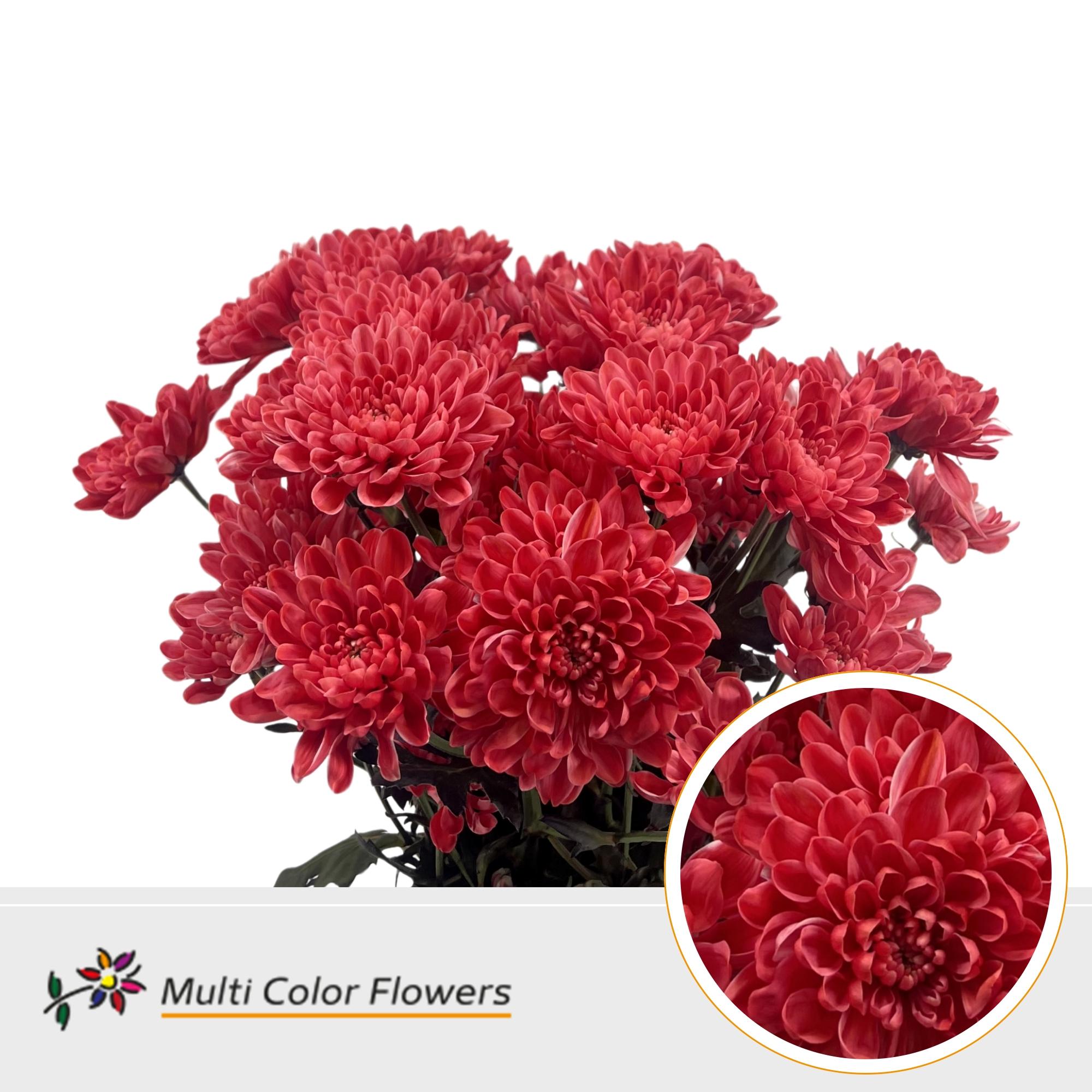 Chrysanth Spray Painted Altaj Ruby Red 60cm