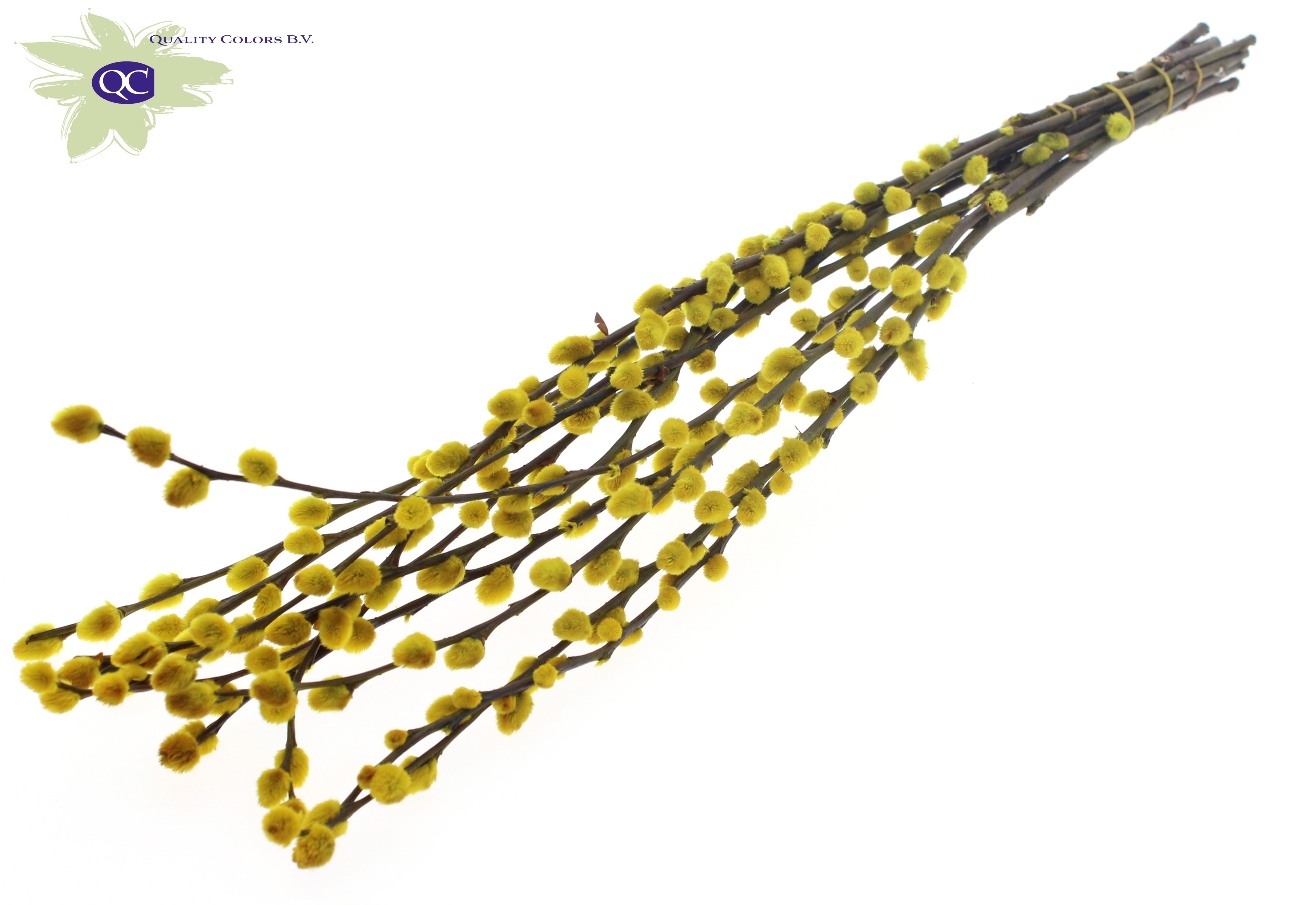 Salix Snow Flake Painted Yellow 80cm