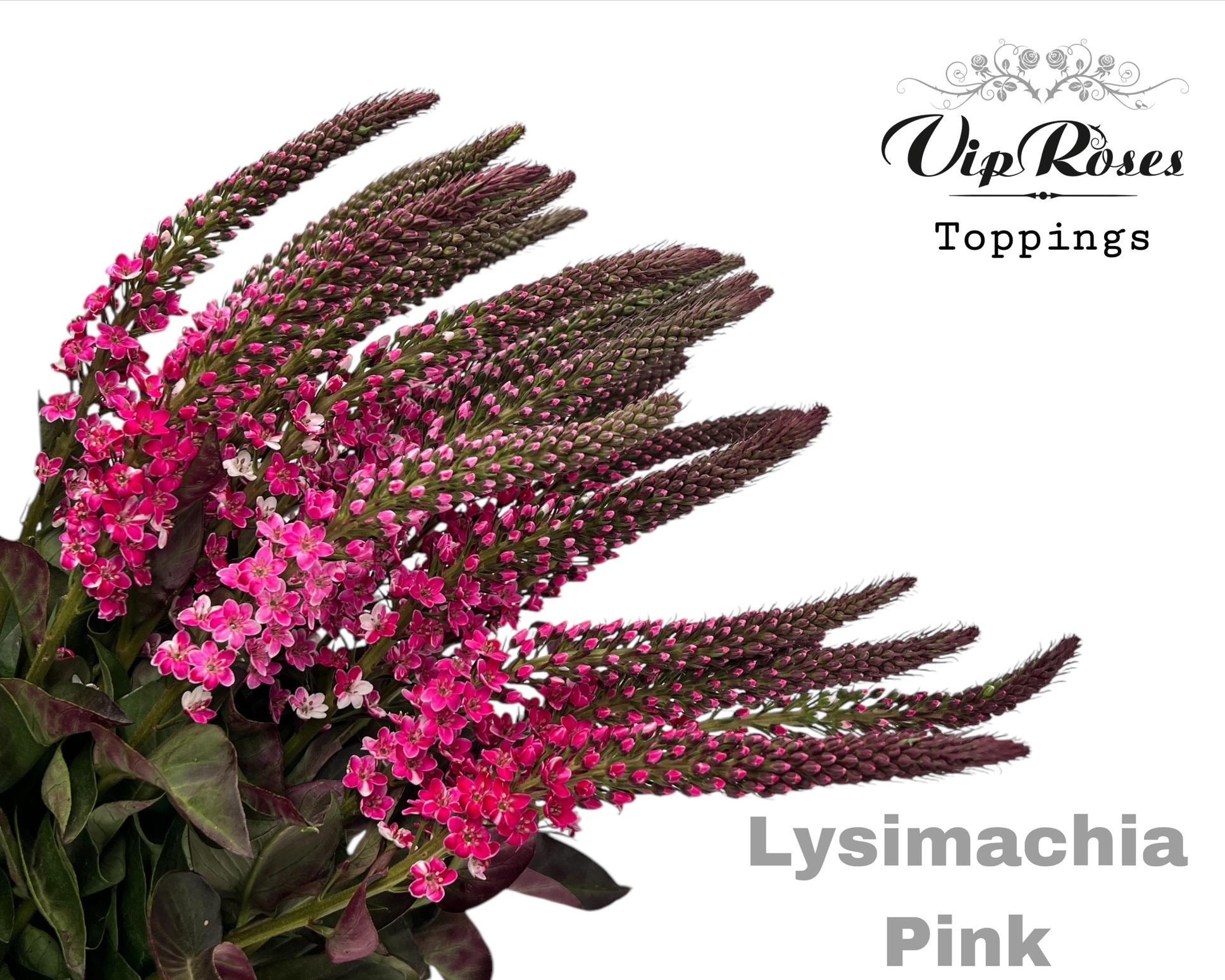 Lysimachia Pink 70 cm