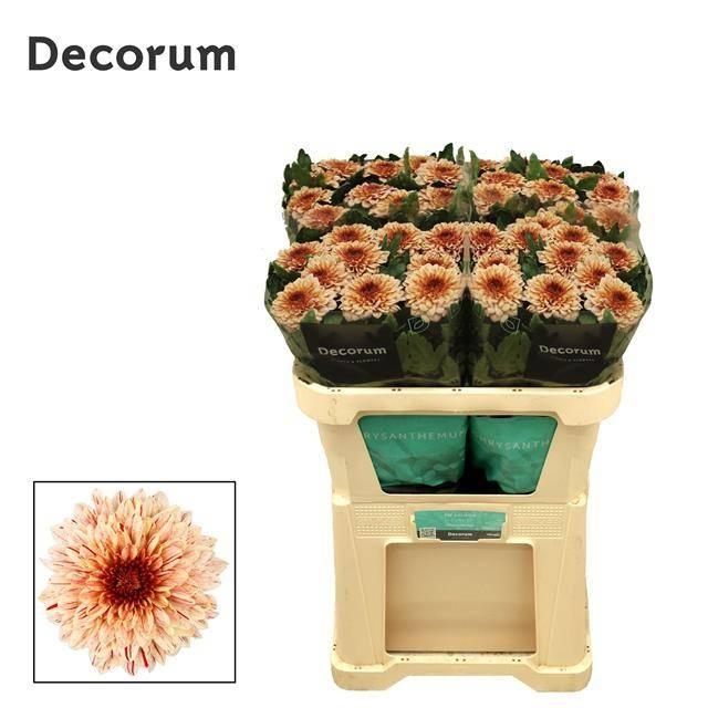 Chrysanth Single Pip Salmon 70cm 85gr.