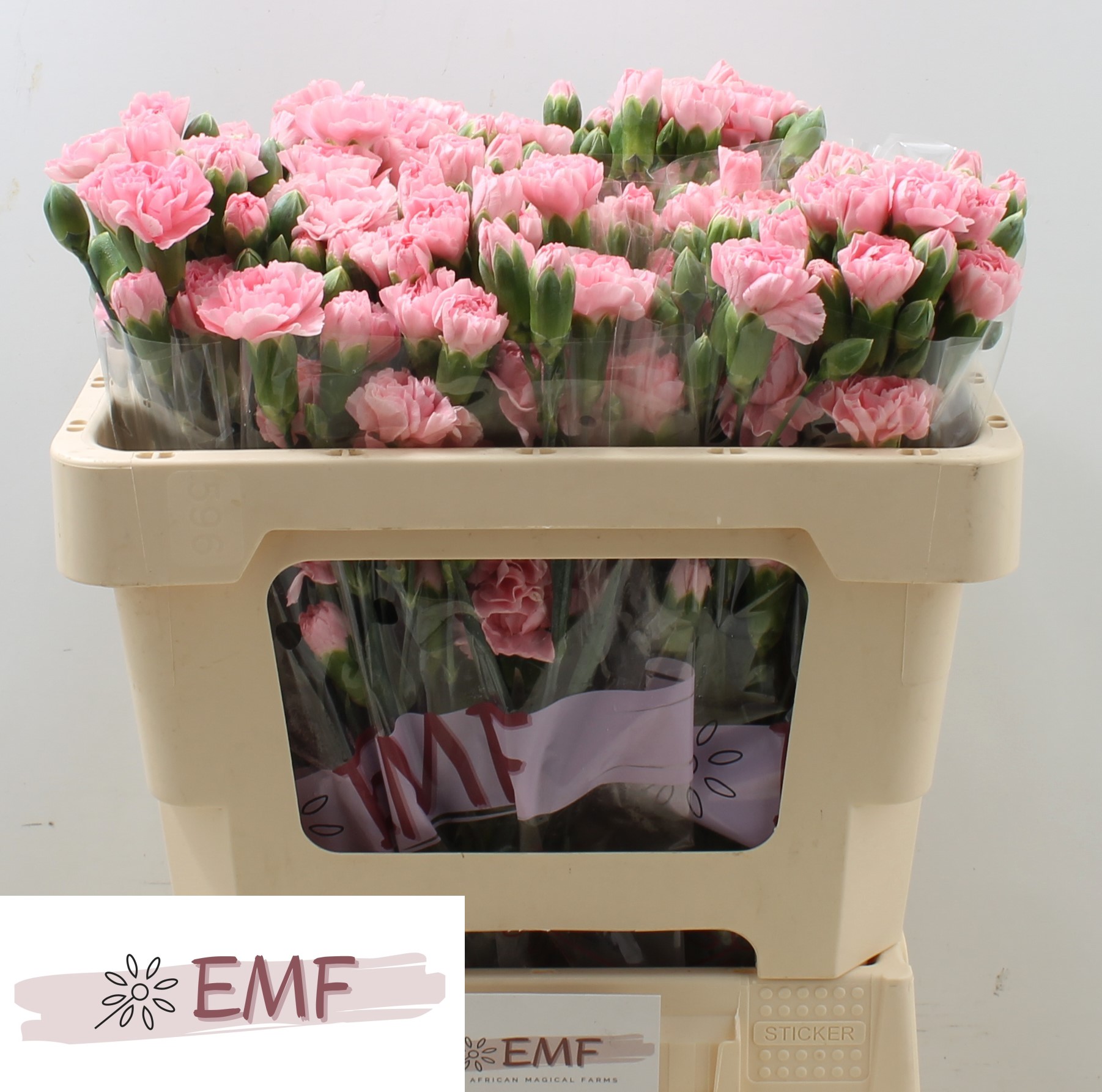 Dianthus Spray Rosadita 50cm