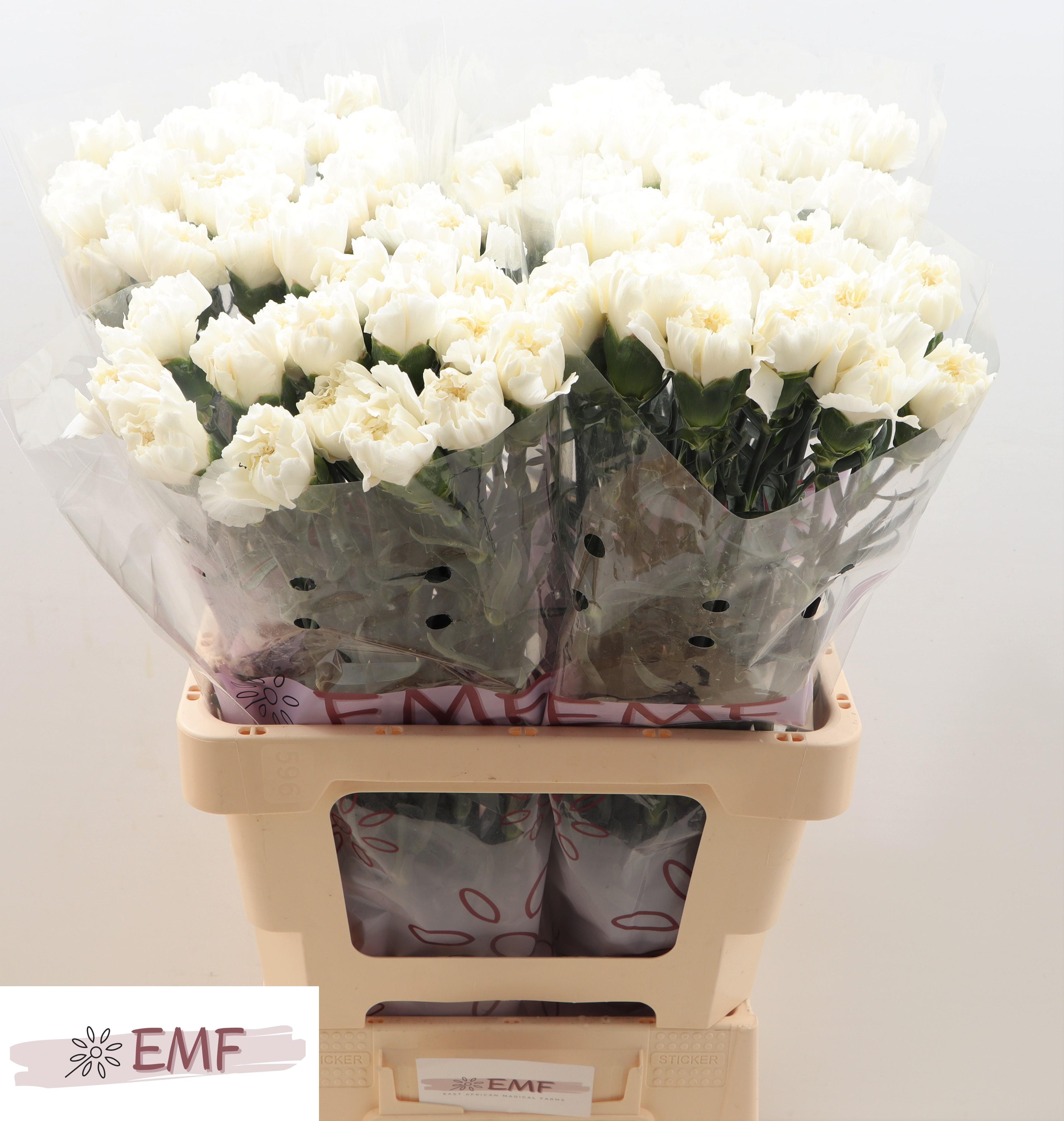 Dianthus St Mont Blanc 60cm