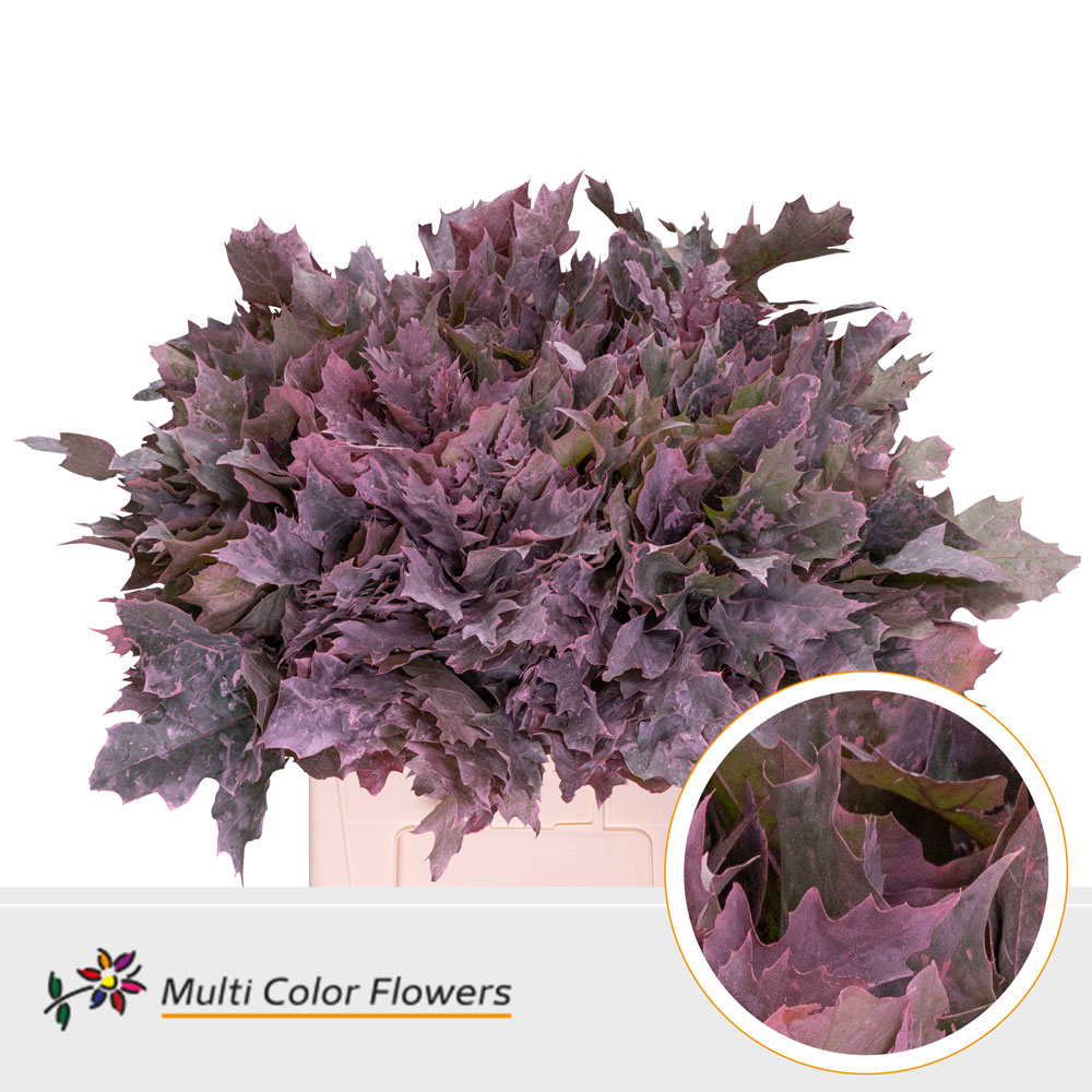 Quercus Rubra Painted Frosted Pink 60cm
