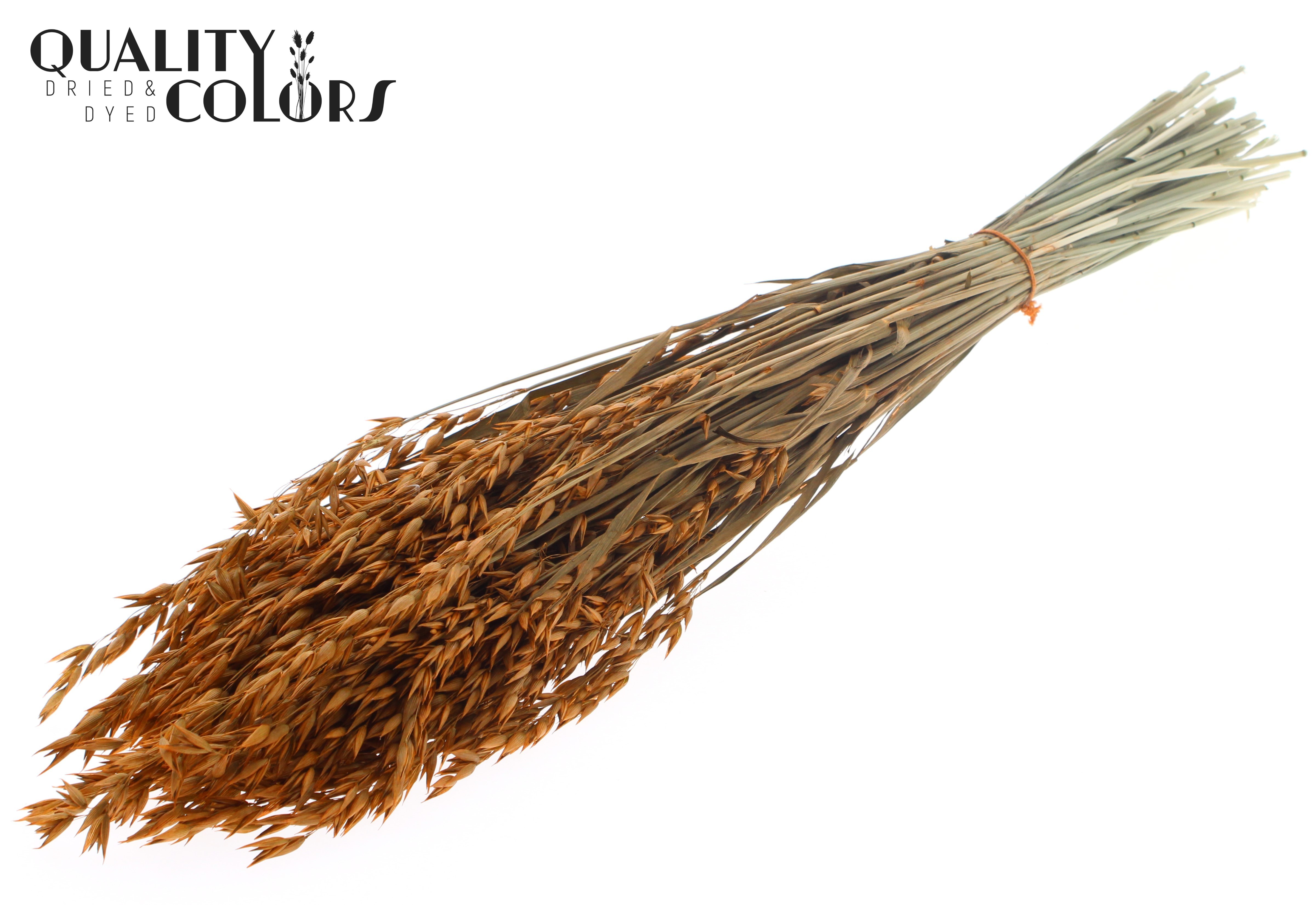 Avena Terracotta Per Bunch 60cm