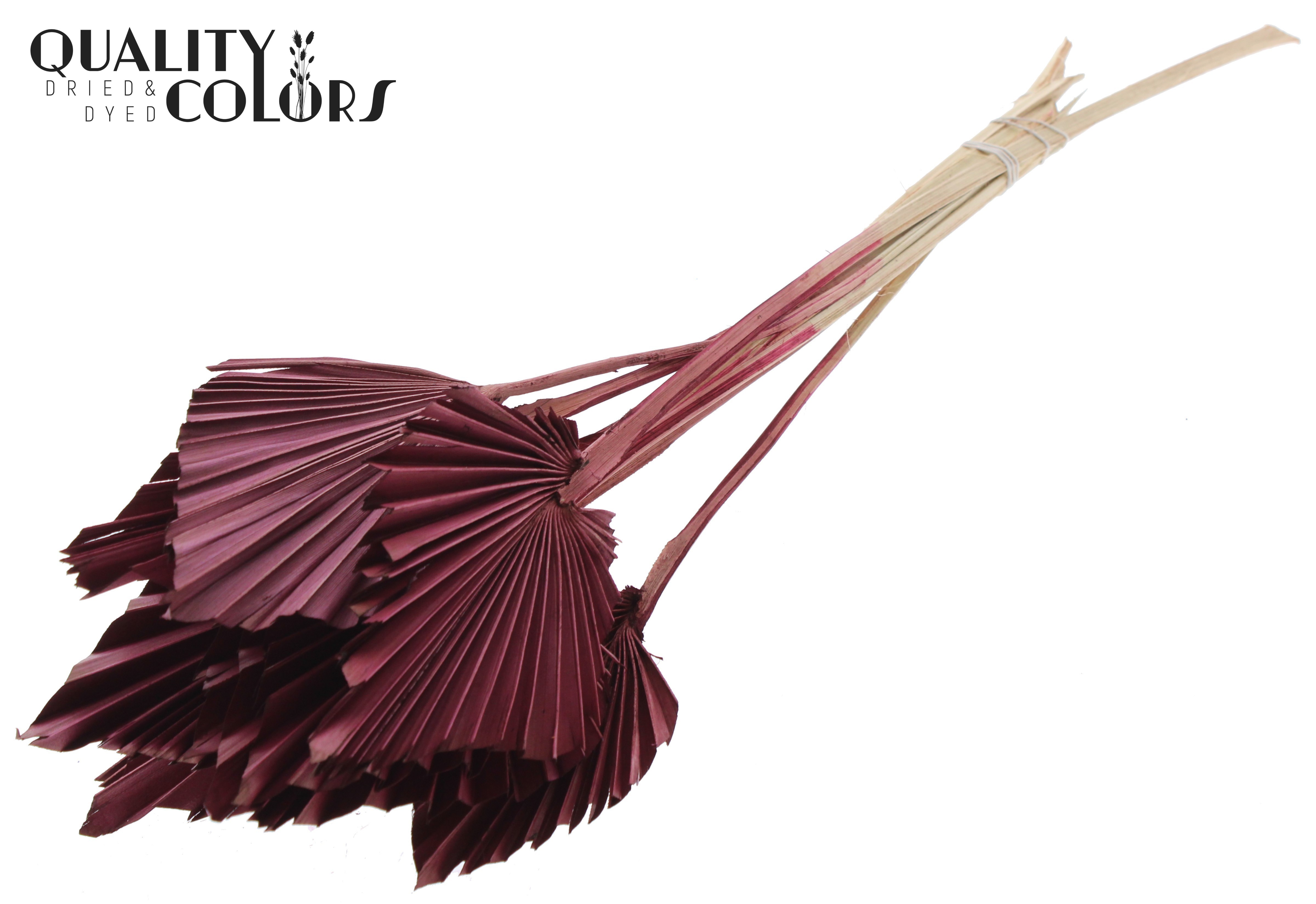 Palm Spear Burgundy 50cm