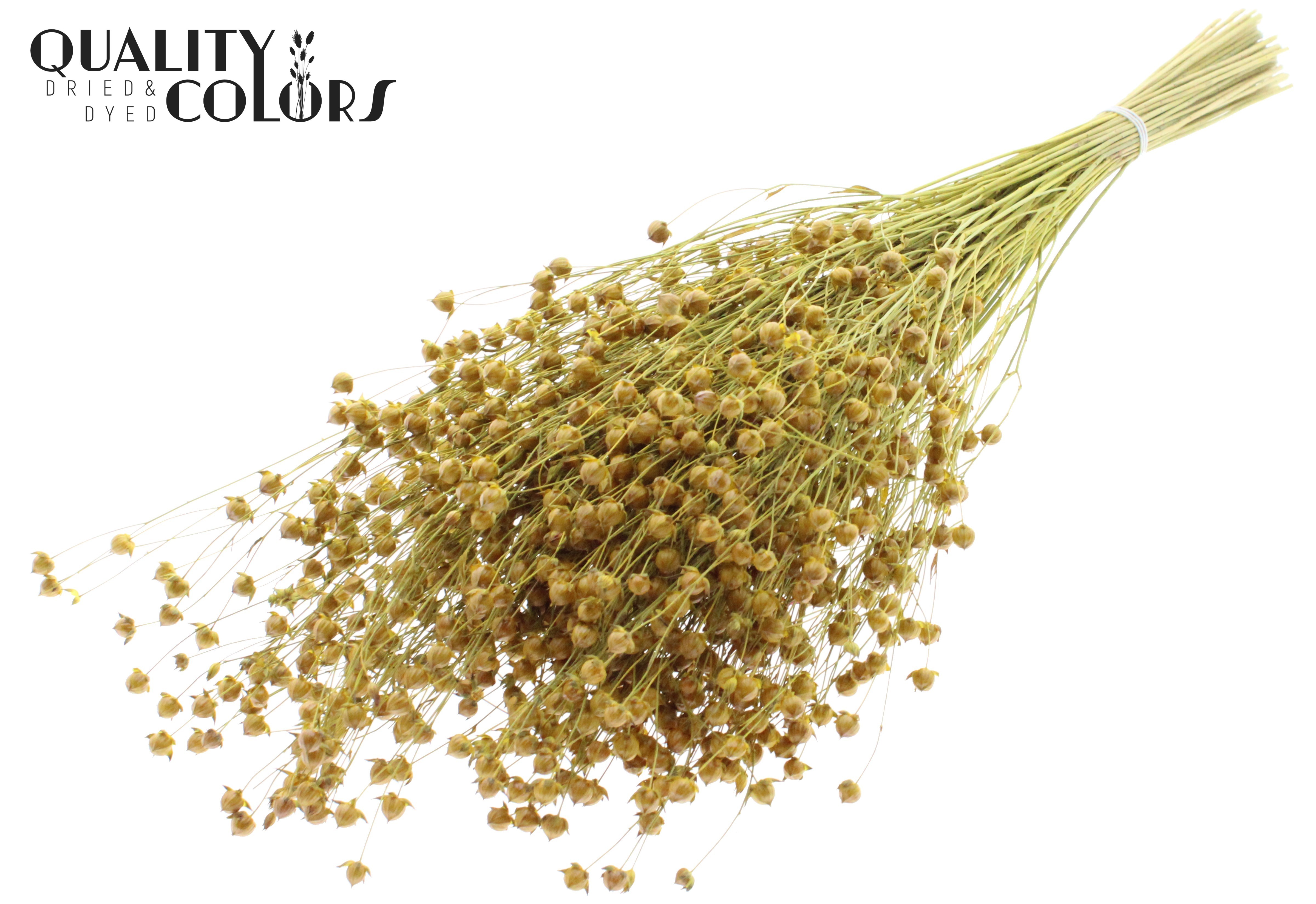 Lino Flax Yellow Per Bunch 50cm