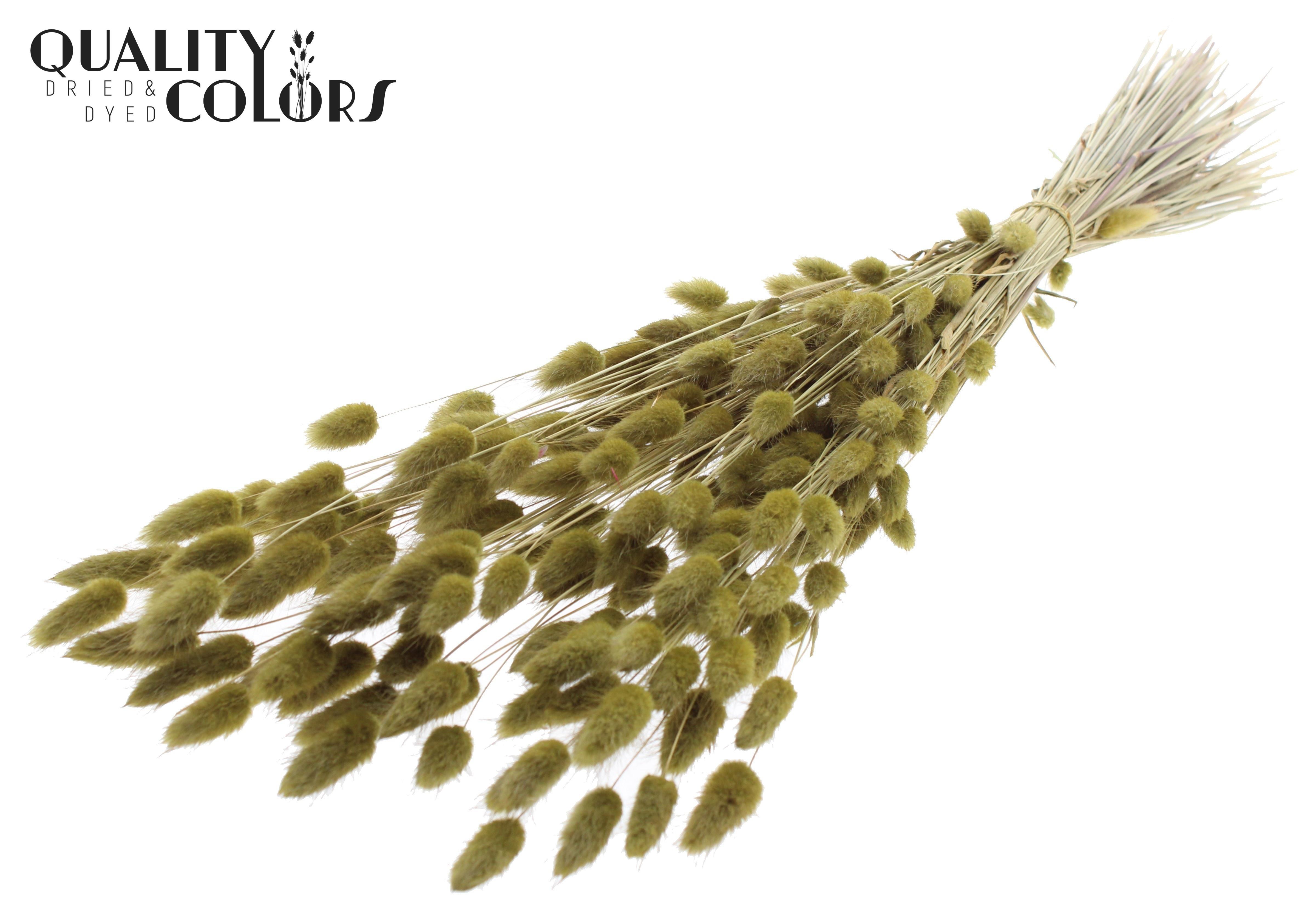 Lagurus Olive Green Per Bunch 70cm