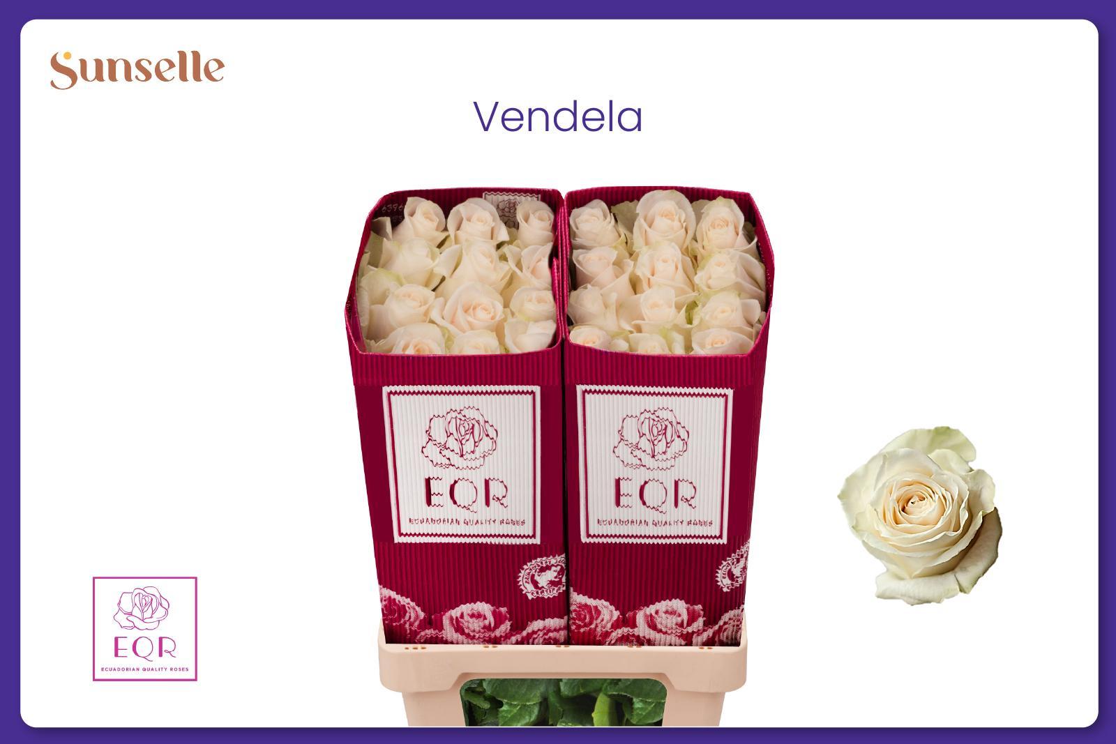 Rosa Vendela 50cm