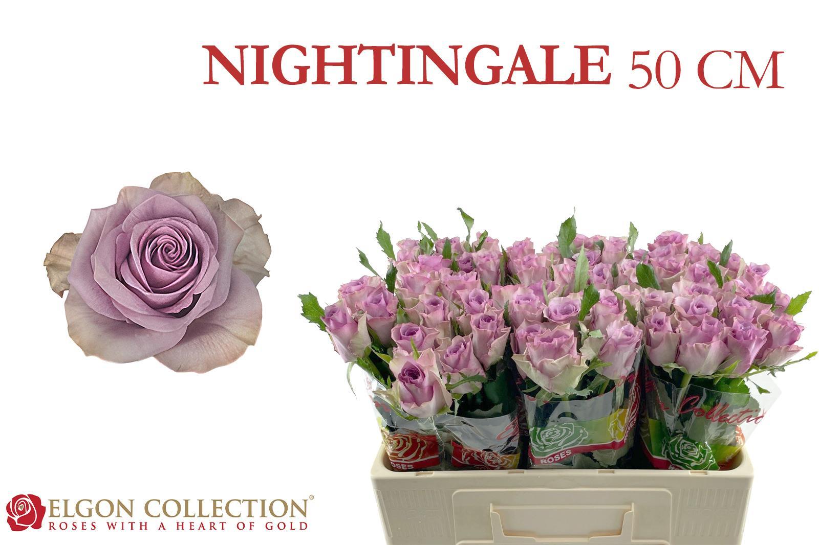 R Gr Nightingale!