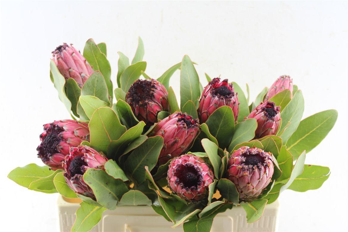 Protea Early Mountain Queen