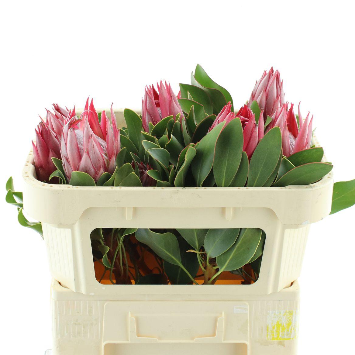 Protea Cy Clare