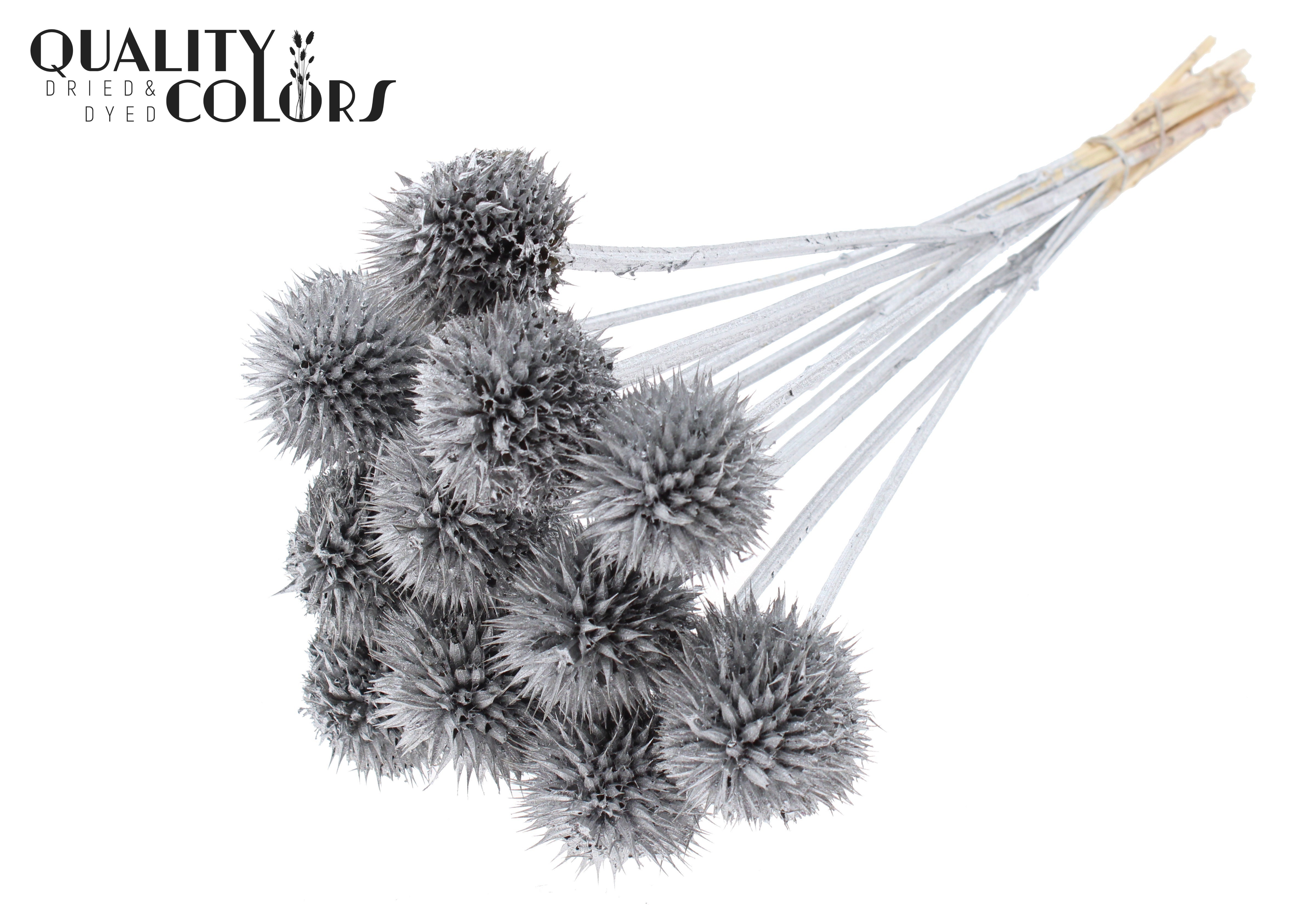 Leonotis Leonurus Silver Per Bunch 50cm