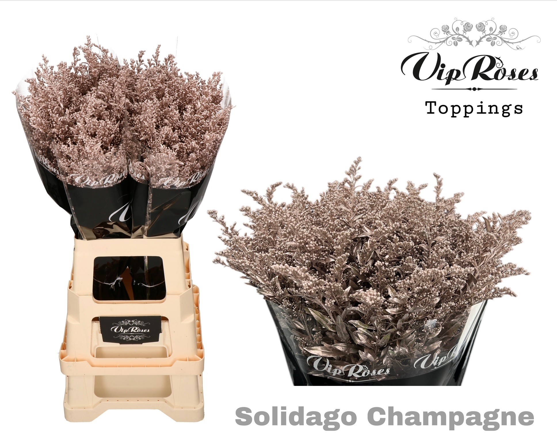 Solidago Painted 70cm 40gram