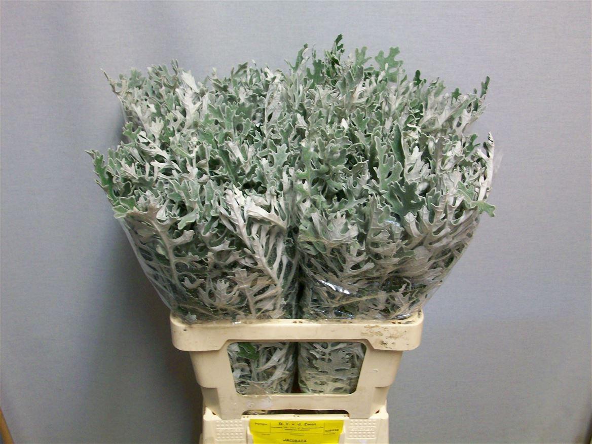 Jacobaea Maritima