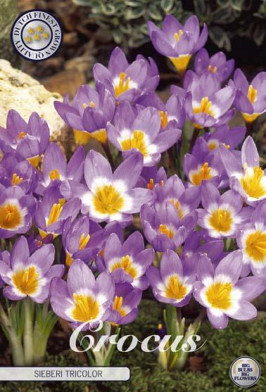 Crocus Sieberi Tricolor X10