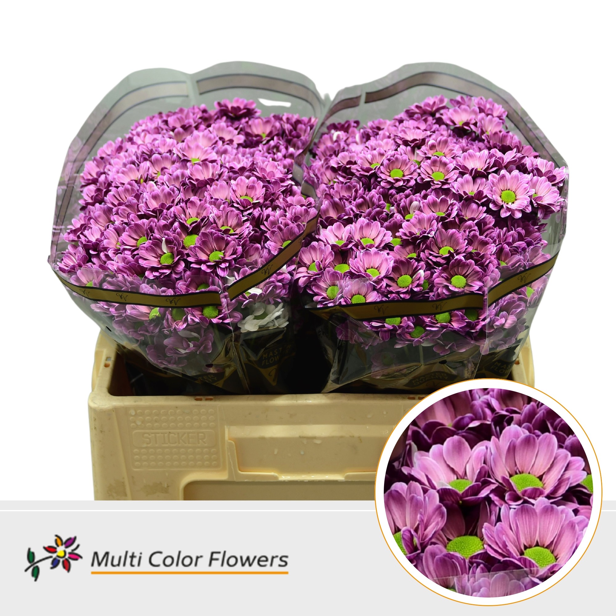 Chrysanth Santini Painted Bowie Dark Cherry 55cm 44gr.