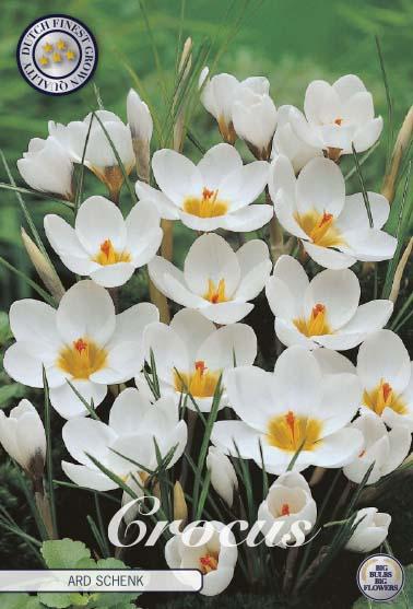 Crocus Chrysanthus Ard Schenk X10
