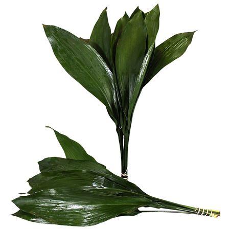 Aspidistra Eliator 70cm
