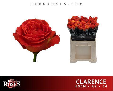 Rosa Clarence+ 60cm