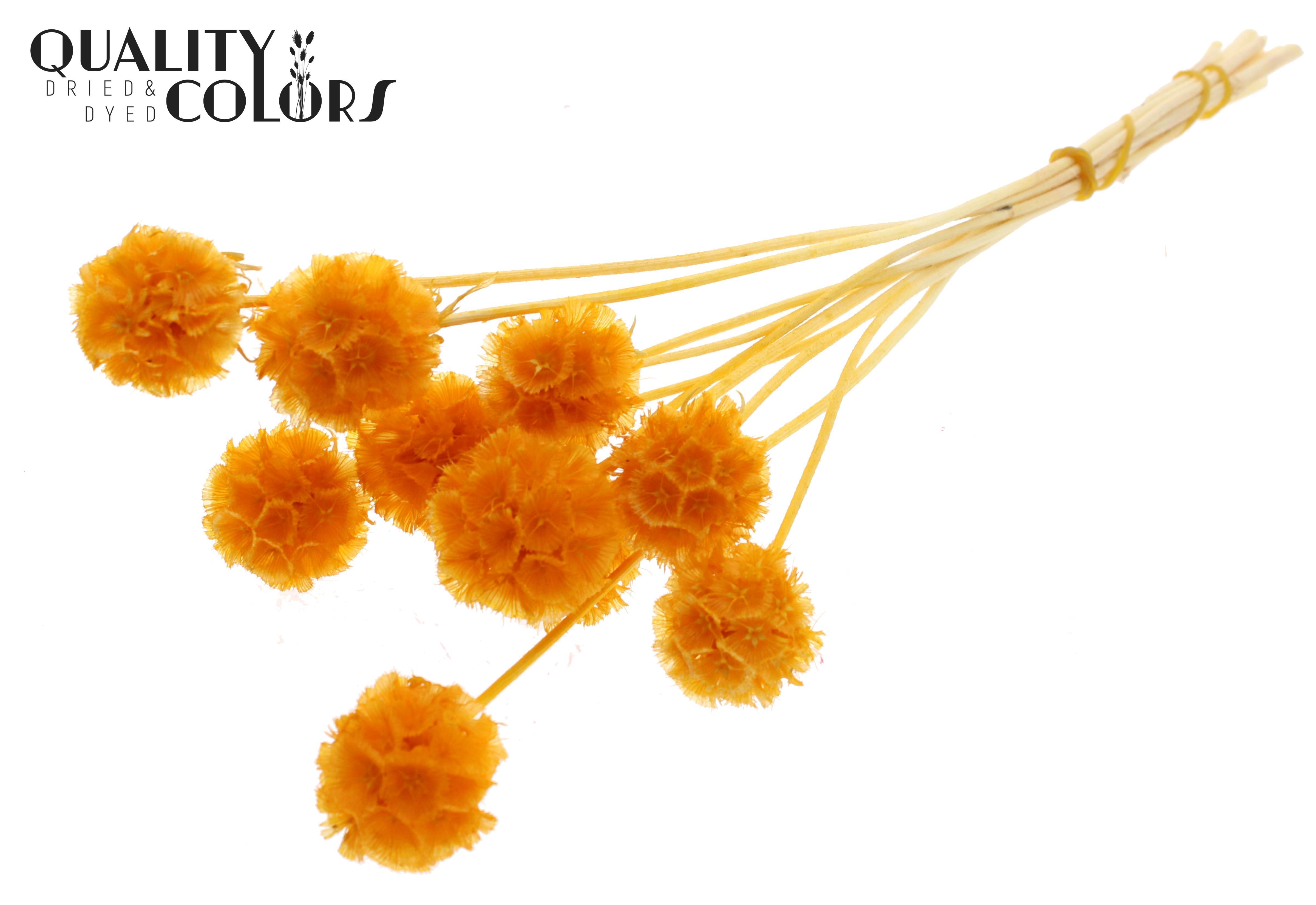 Scabiosa Apricot Per Bunch 35cm
