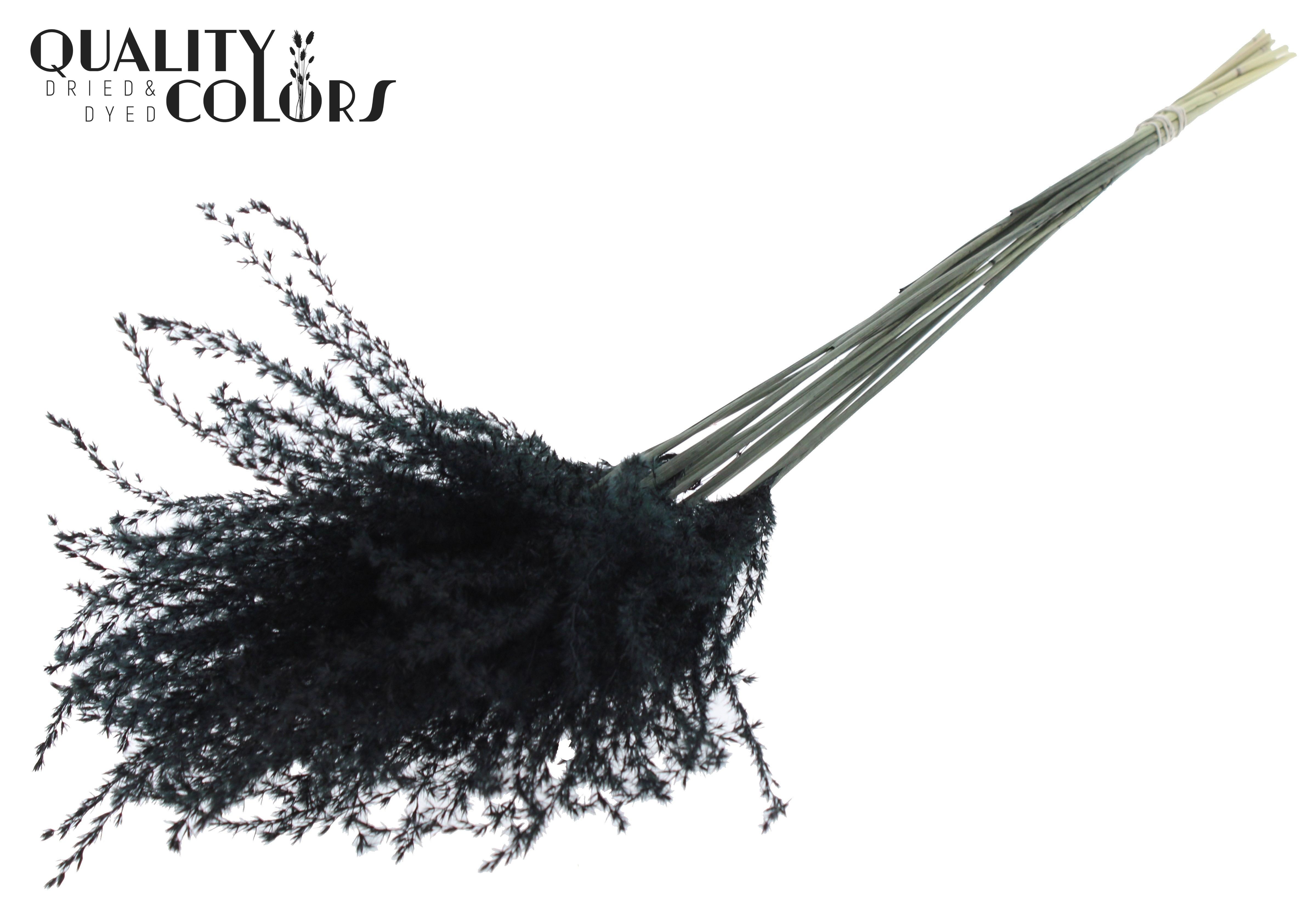 Miscanthus Black Per Bunch 70cm
