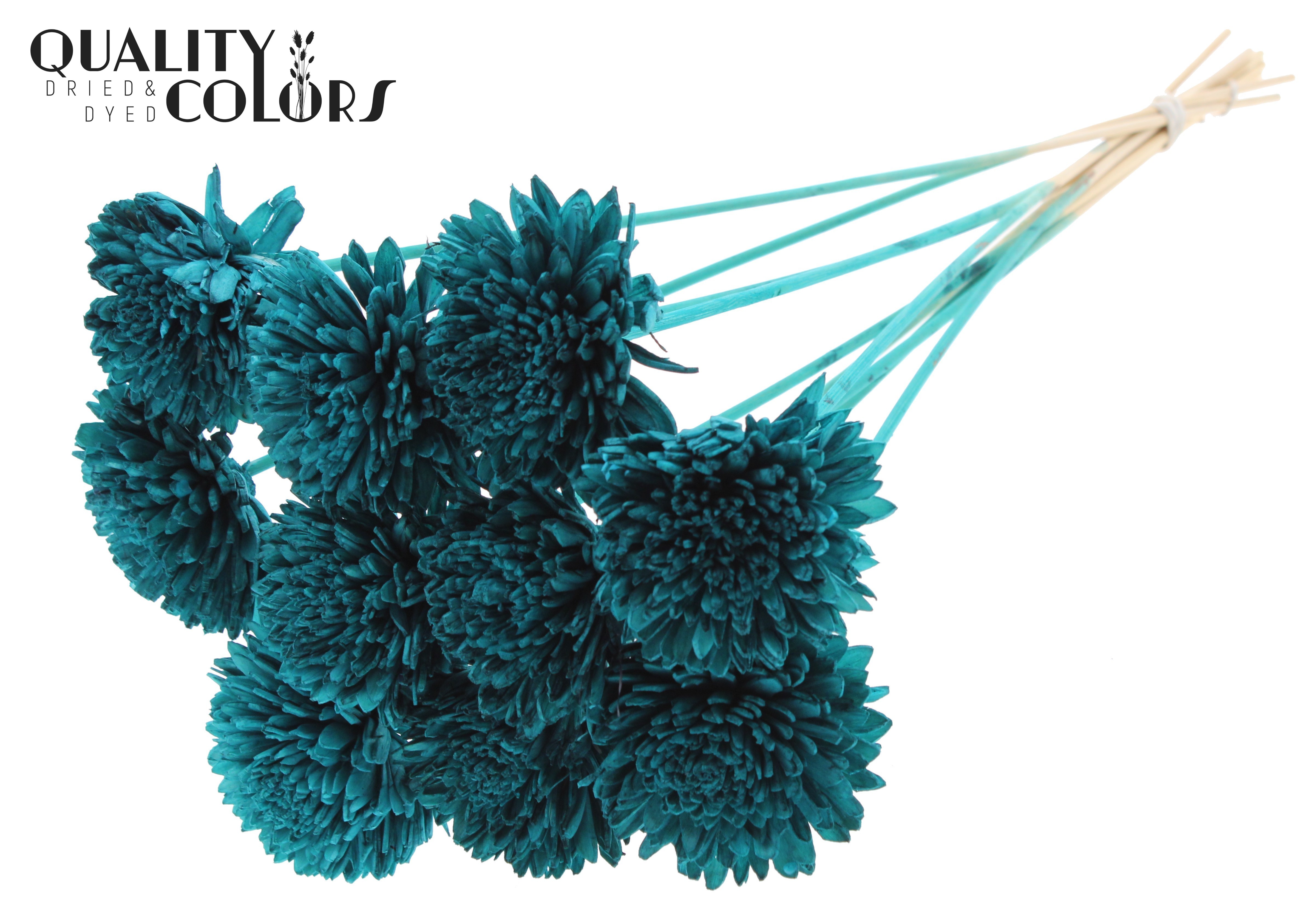 Shola Zinia Turquoise 50cm