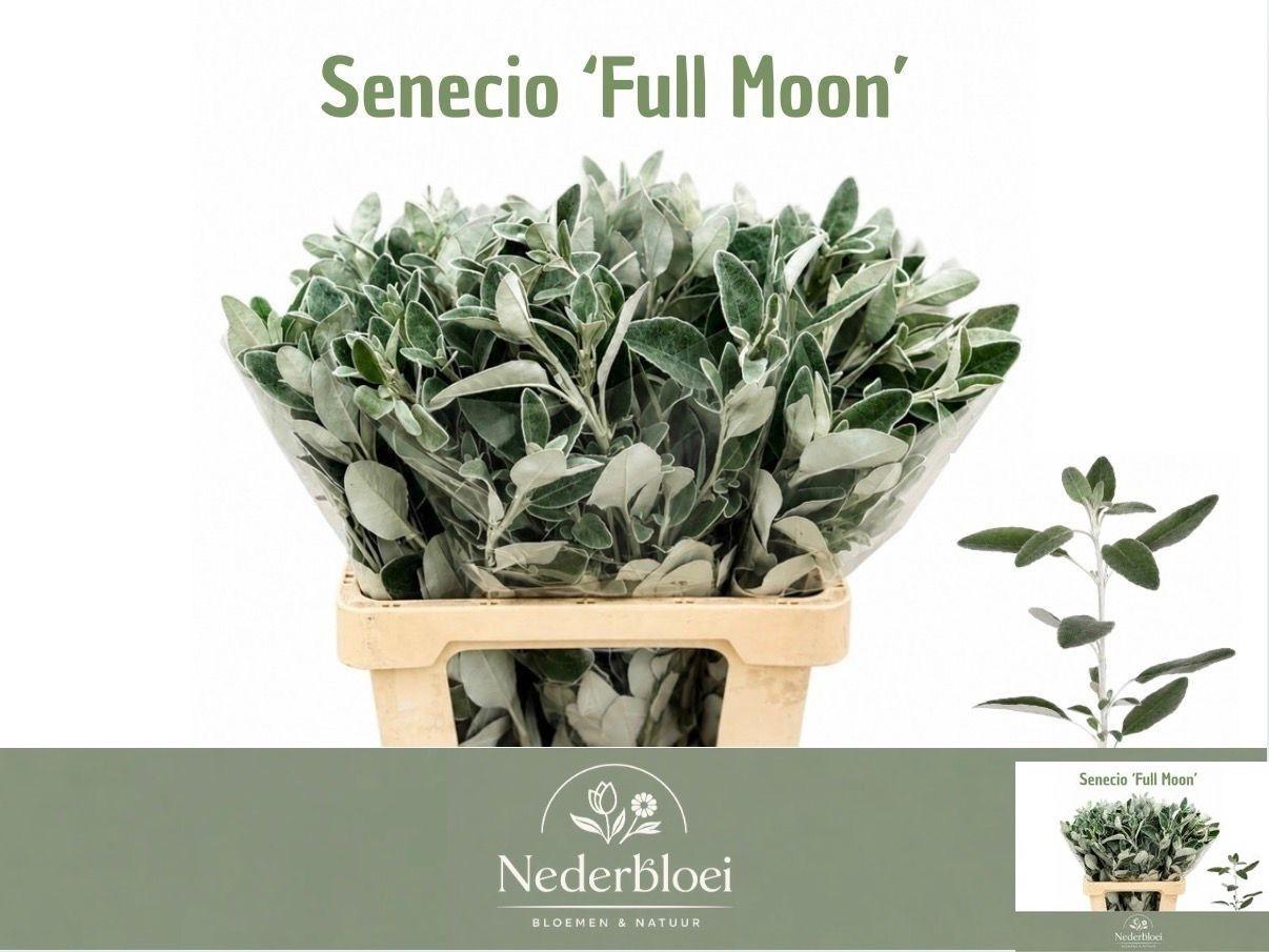 Jacobaea Full Moon