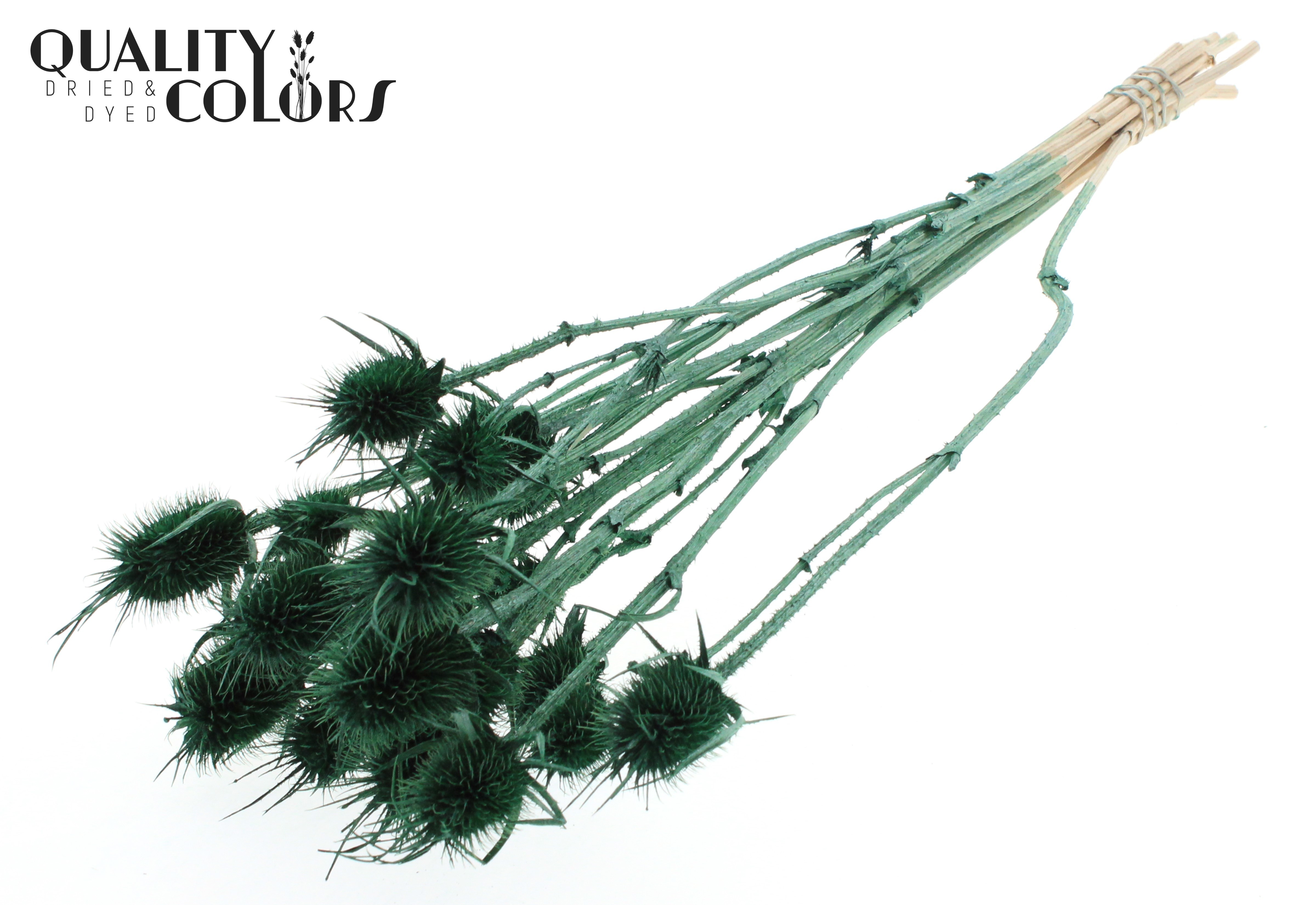 Eryngium Pearl Green Per Bunch 55cm